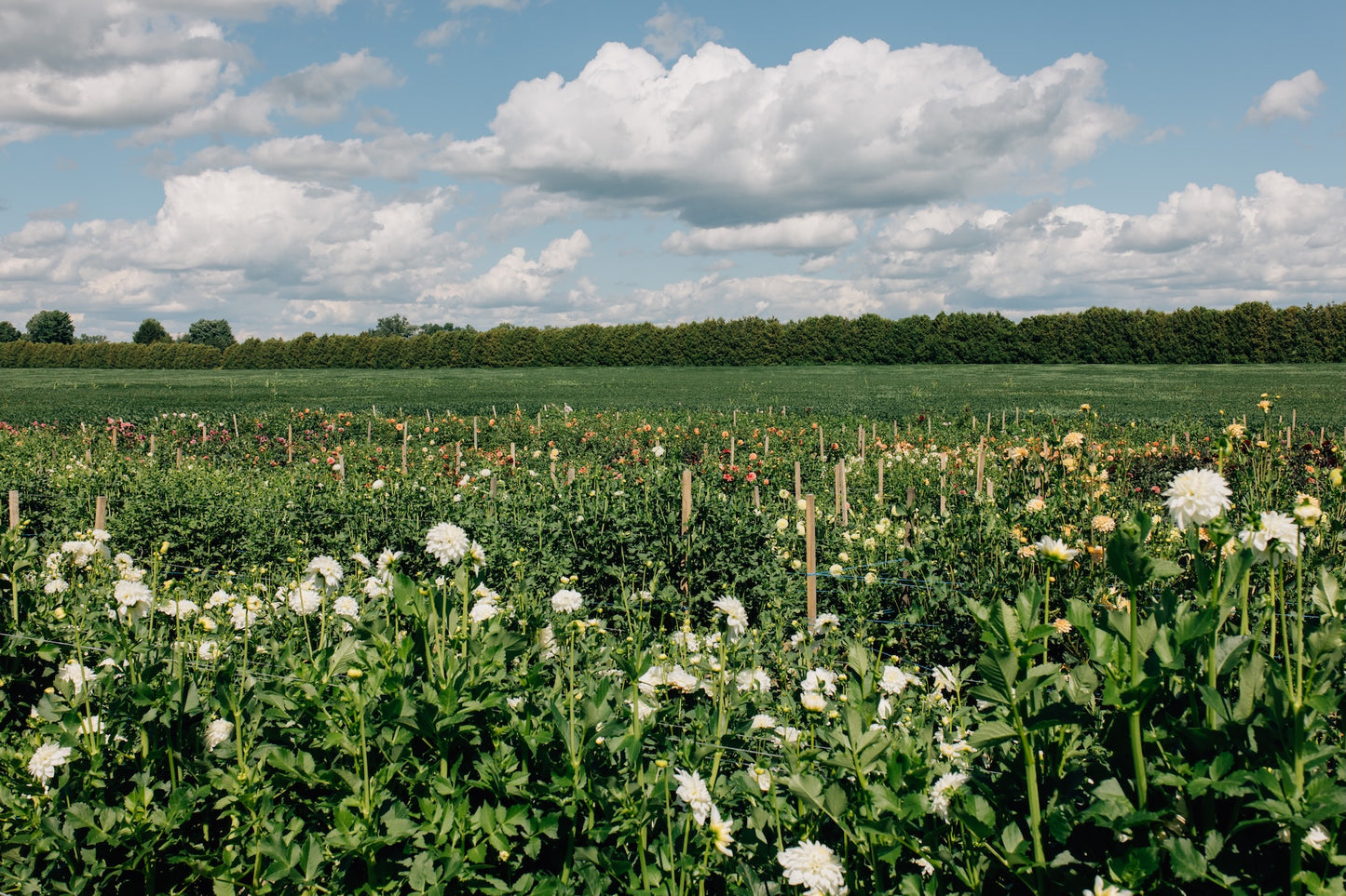 Hard Scrabble Gift Card