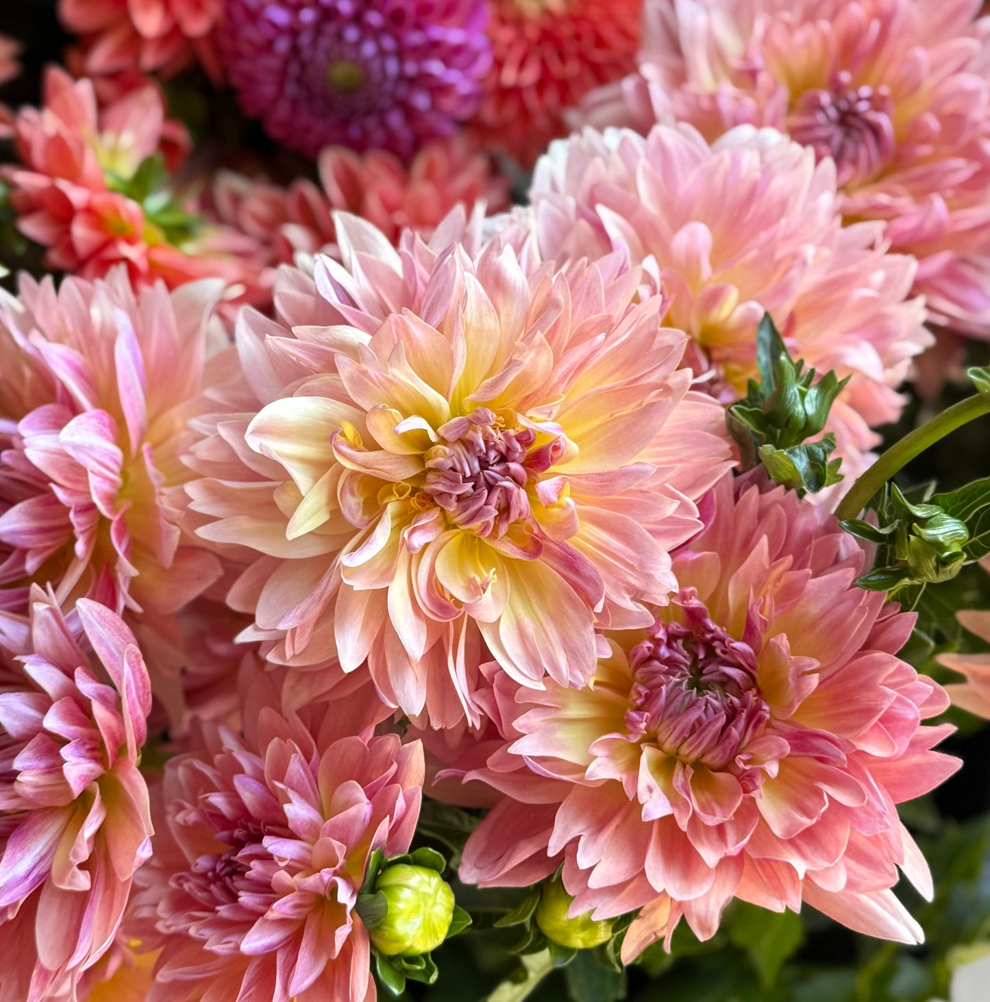 Joel's Favourite - Dahlia Tuber
