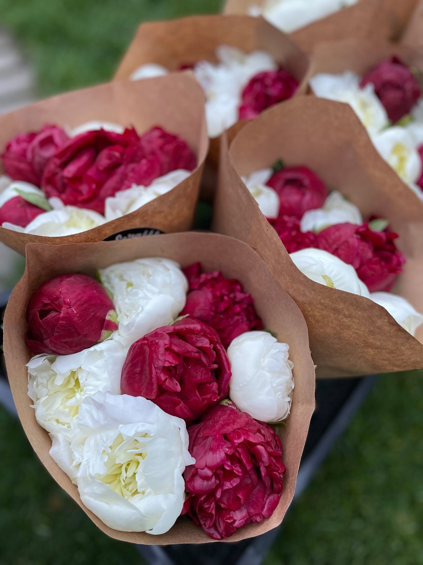 Peony Subscription - 2026