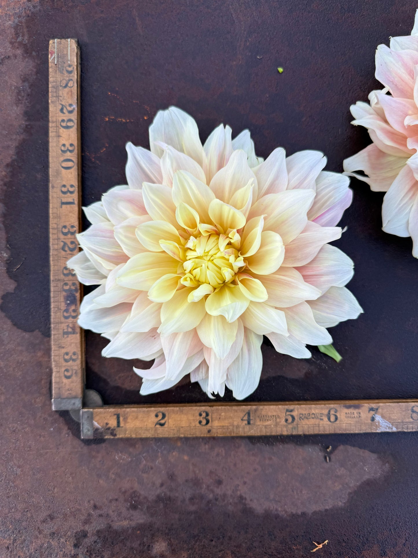 Breakout - Dahlia Tuber