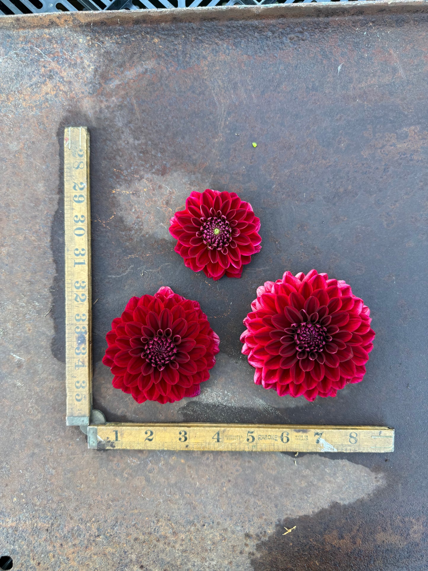 Painted Black - Dahlia Tuber