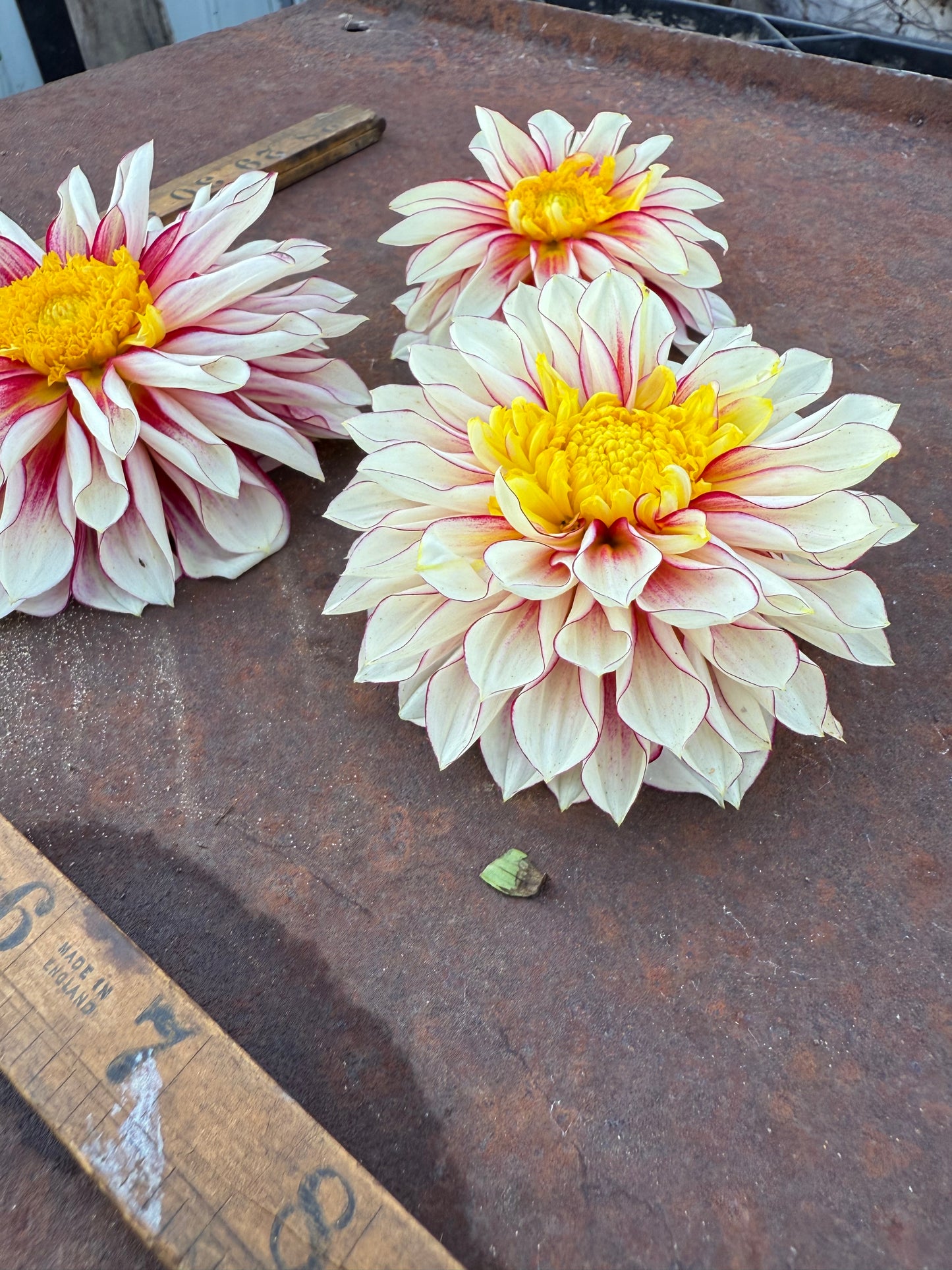 Polka - Dahlia Tuber