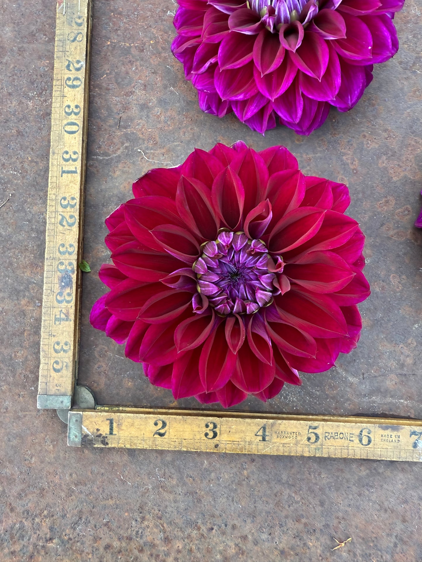 Diva - Dahlia Tuber