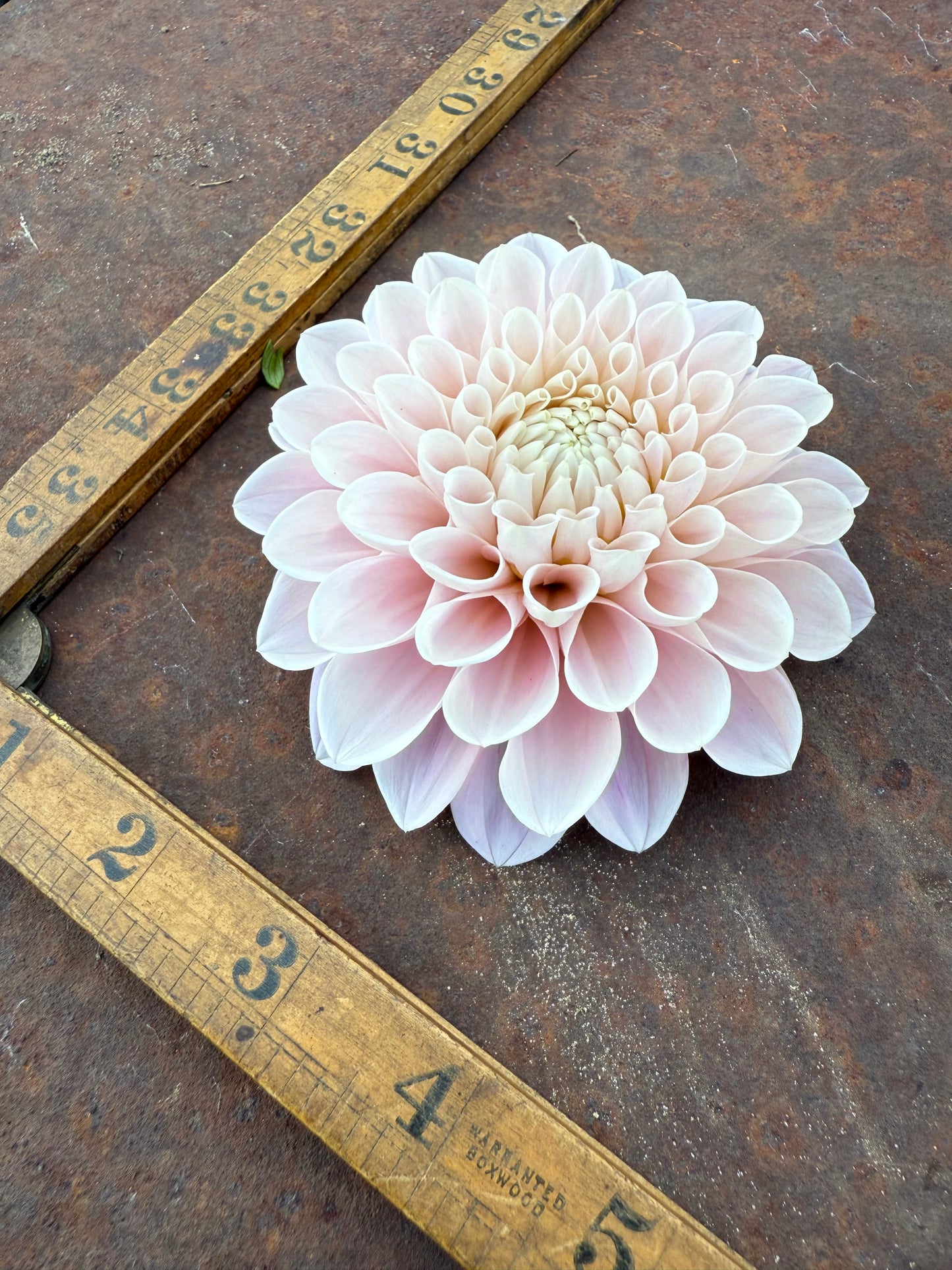 Sweet Nathalie - Dahlia Tuber