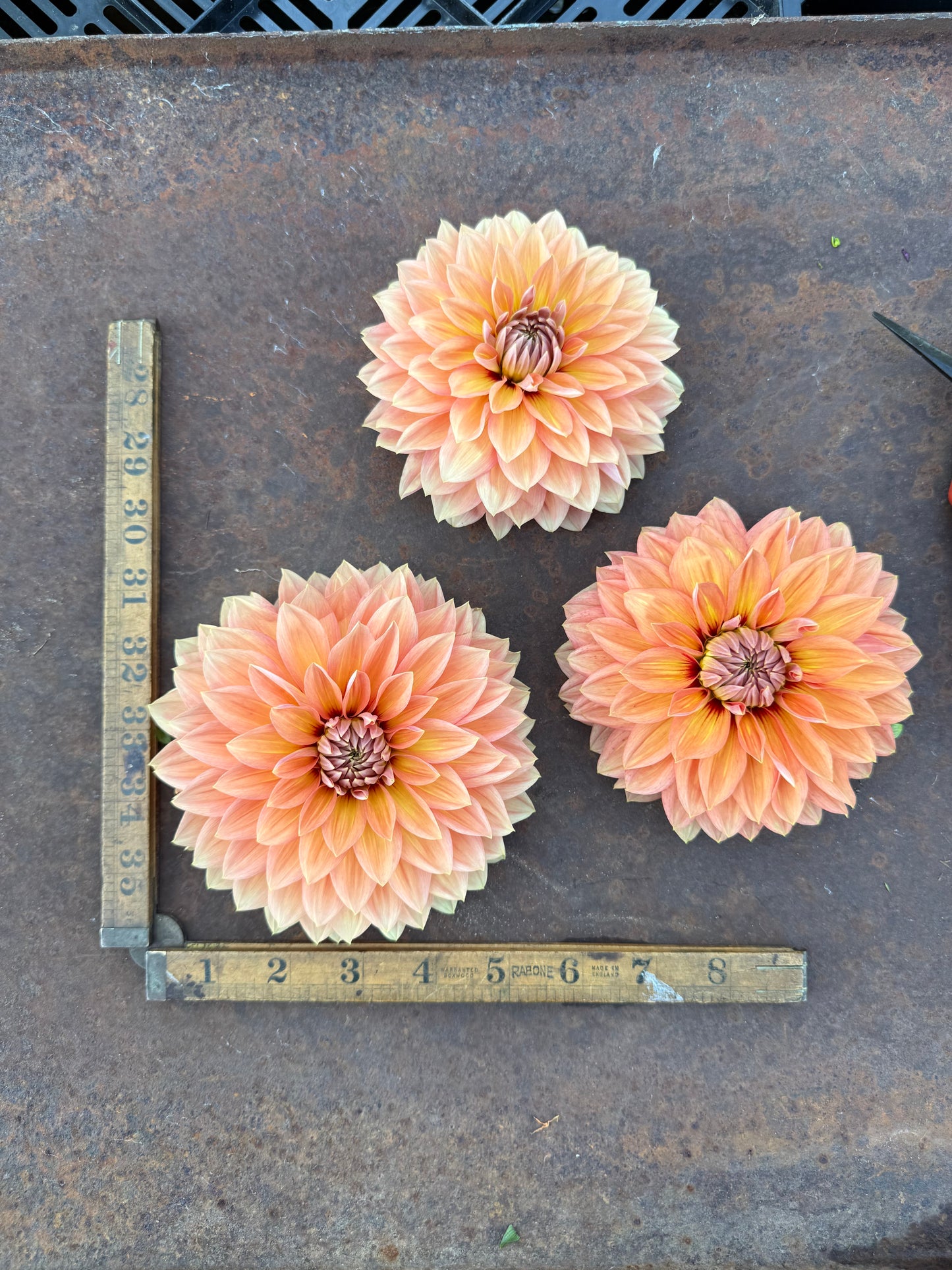 Nicholas - Dahlia Tuber