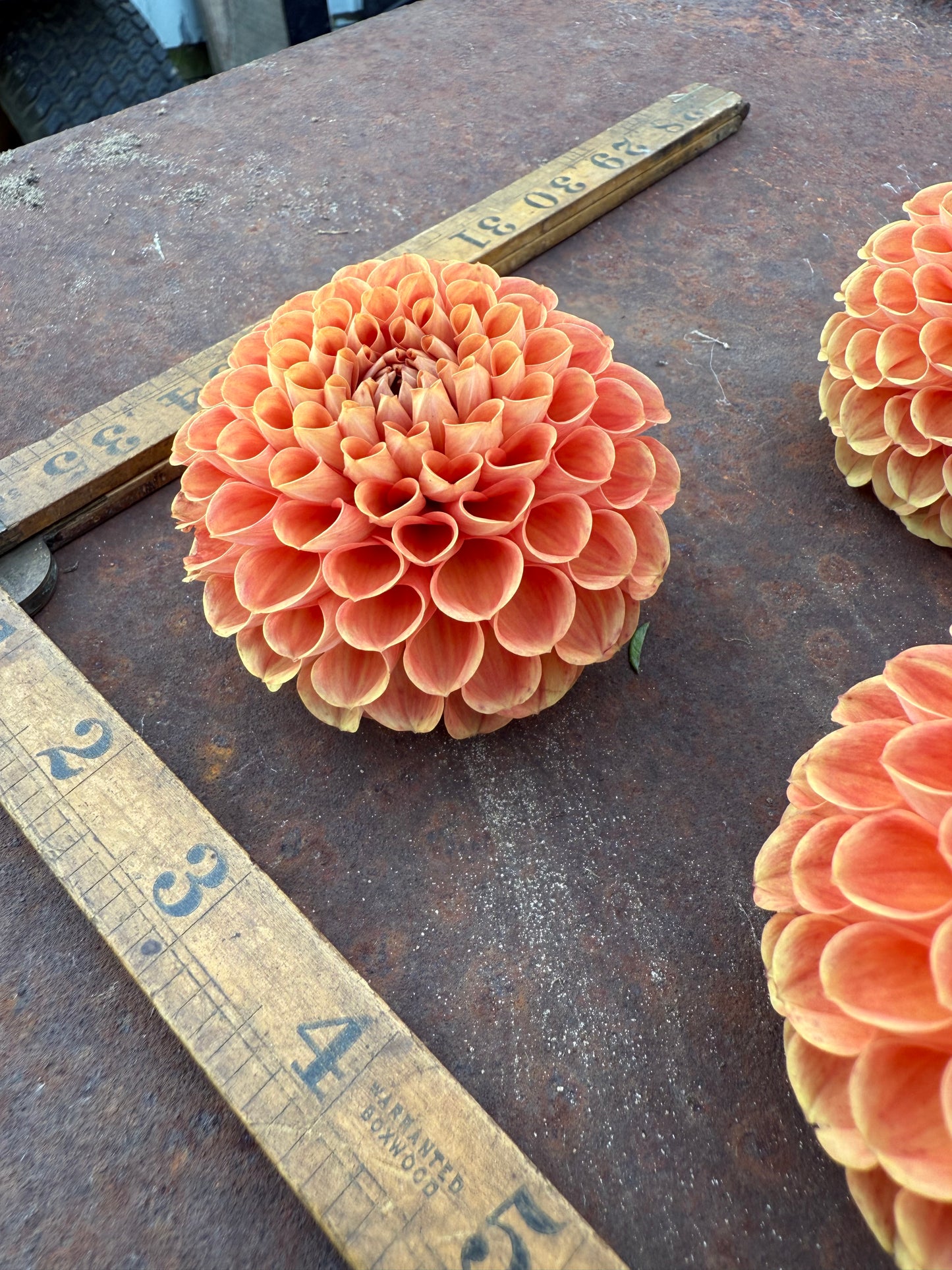 Cornel Bronze - Dahlia Tuber