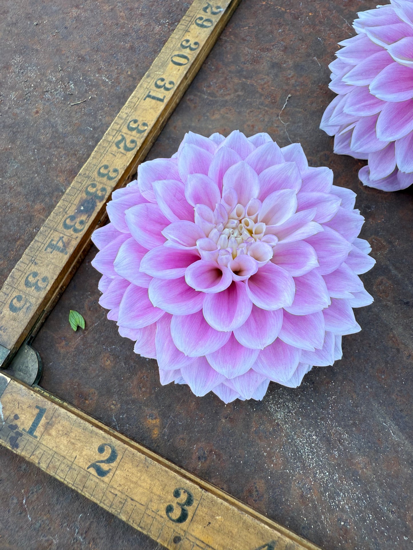Sweet Love - Dahlia Tuber
