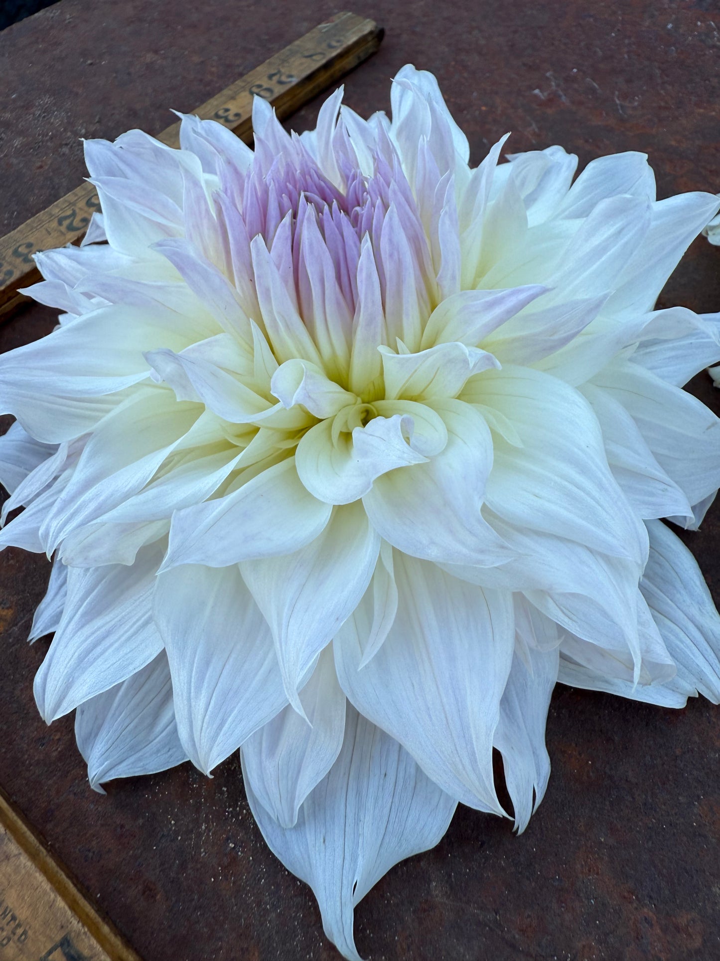 Shiloh Noelle - Dahlia Tuber