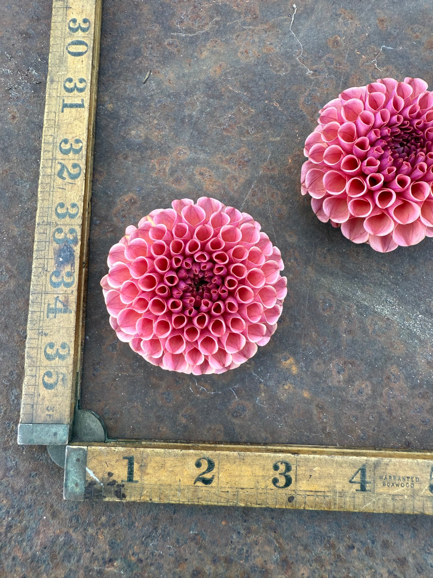 Ferncliff Rusty - Dahlia Tuber
