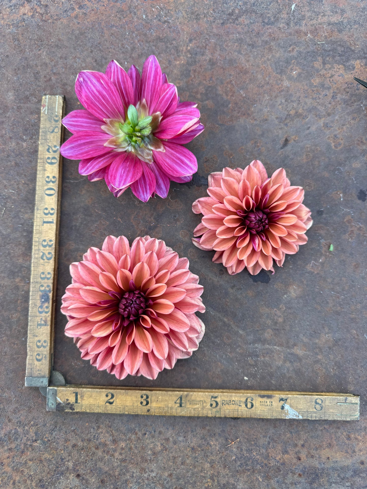 Mauve - No Name - Dahlia Tuber