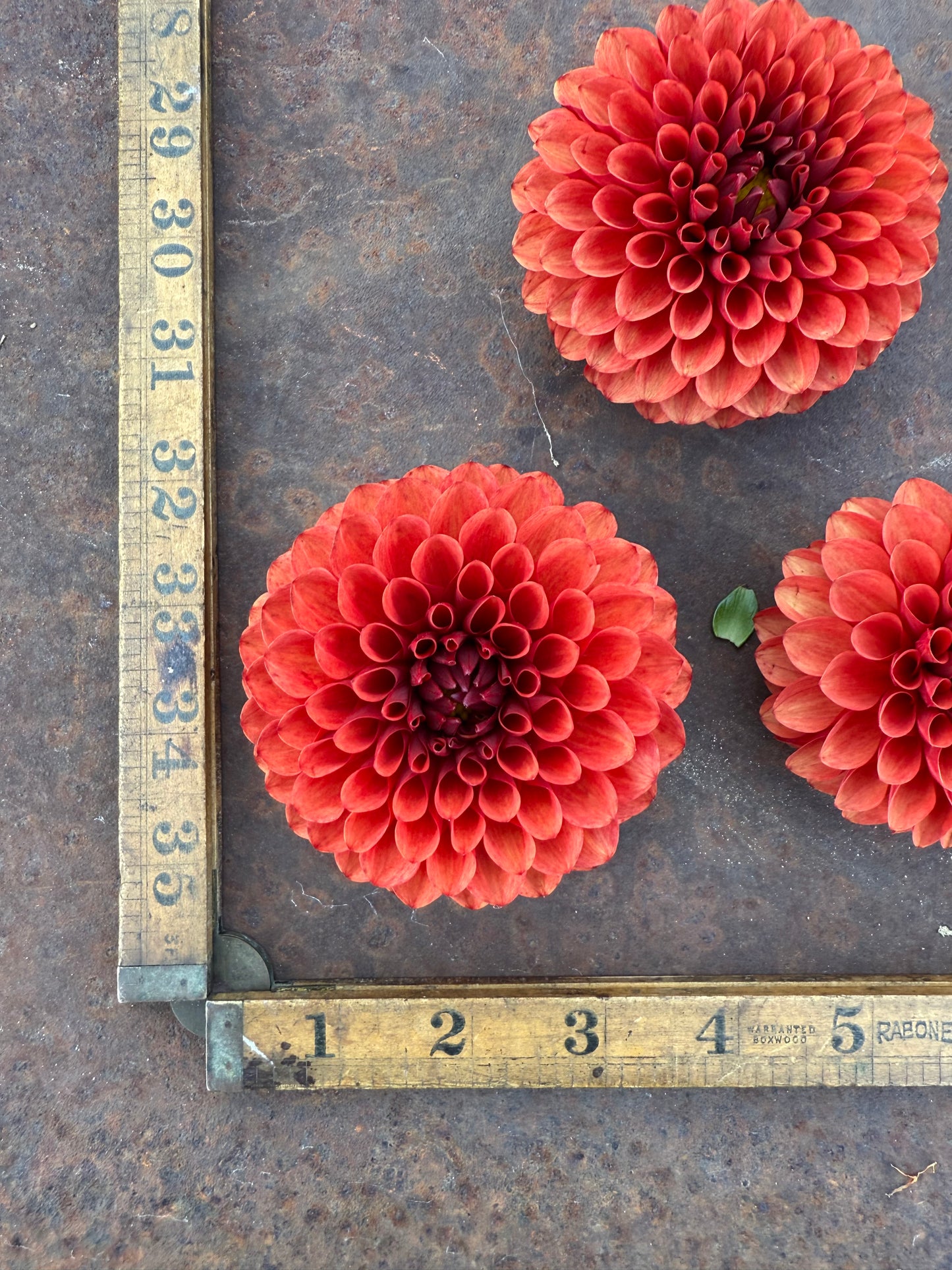 Brown Sugar - Dahlia Tuber