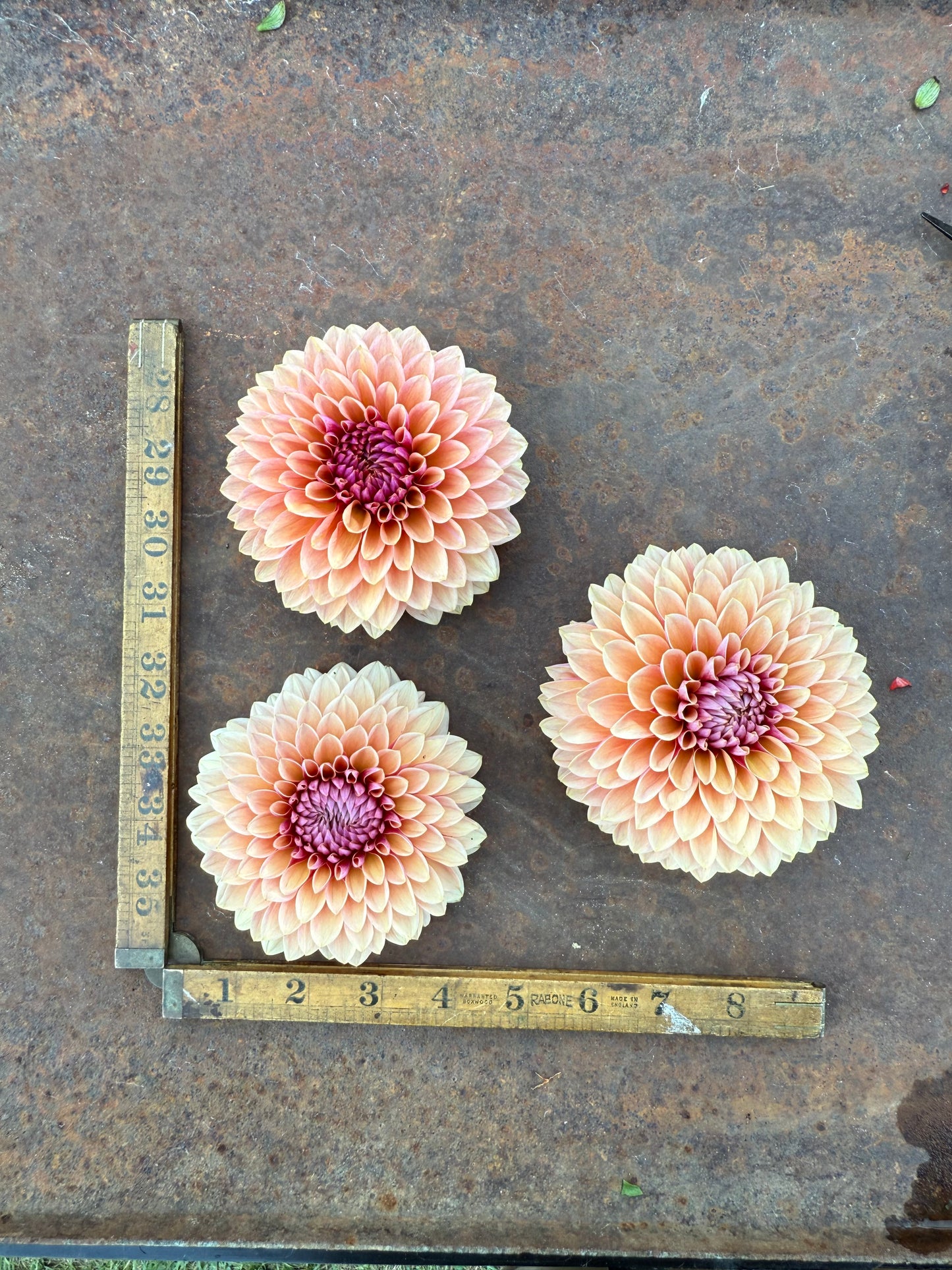 Sweet Sanne - Dahlia Tuber