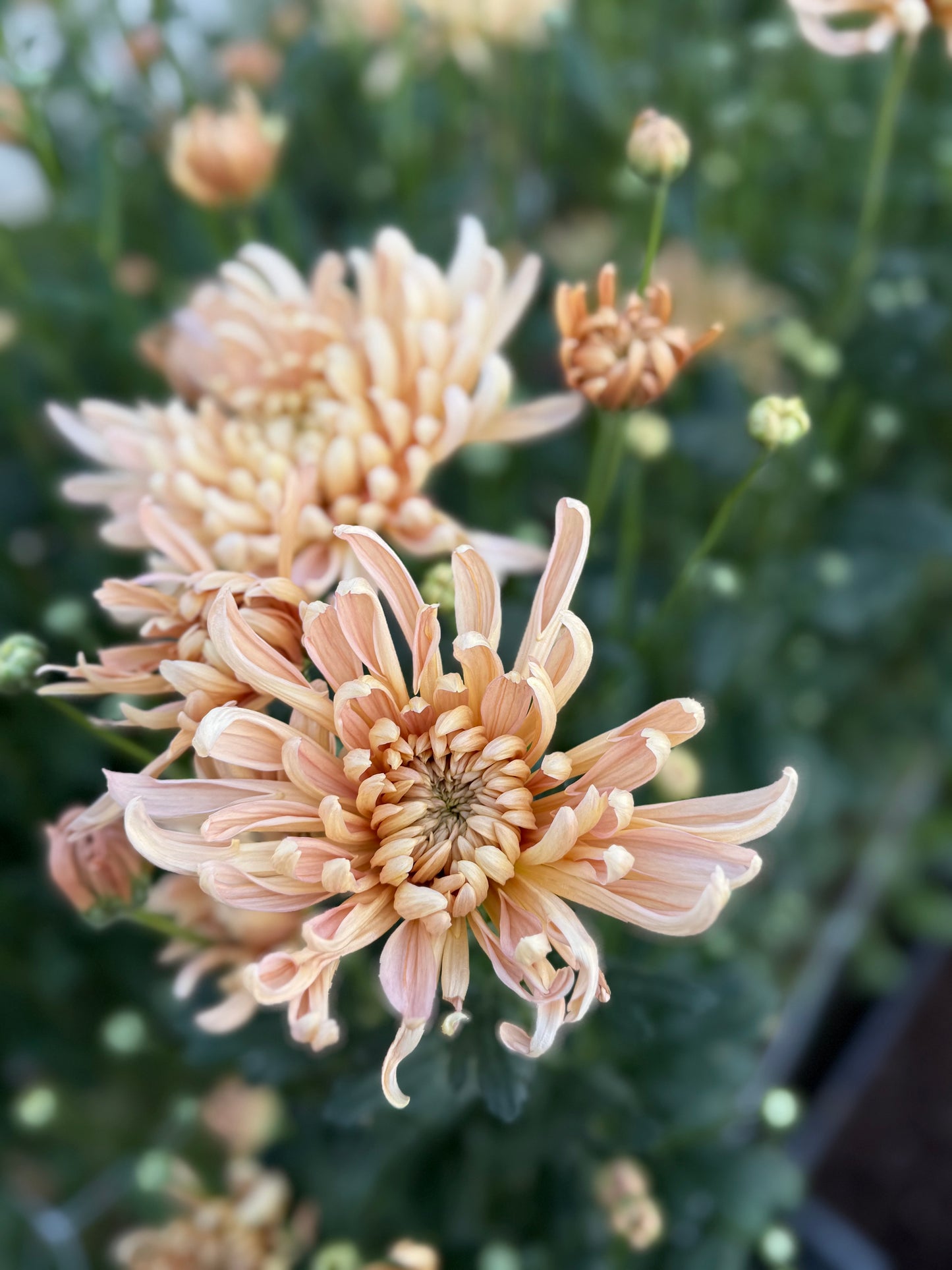 Krabi - Chrysanthemum Cutting (rooted)