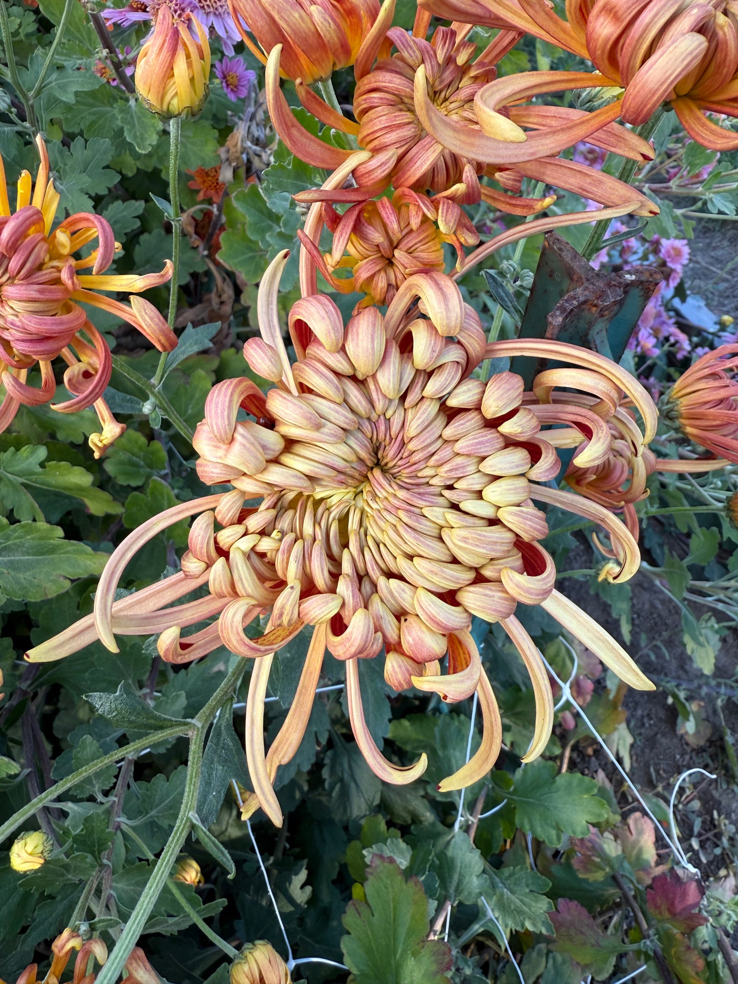 Genghis Khan - Chrysanthemum Cutting (rooted)
