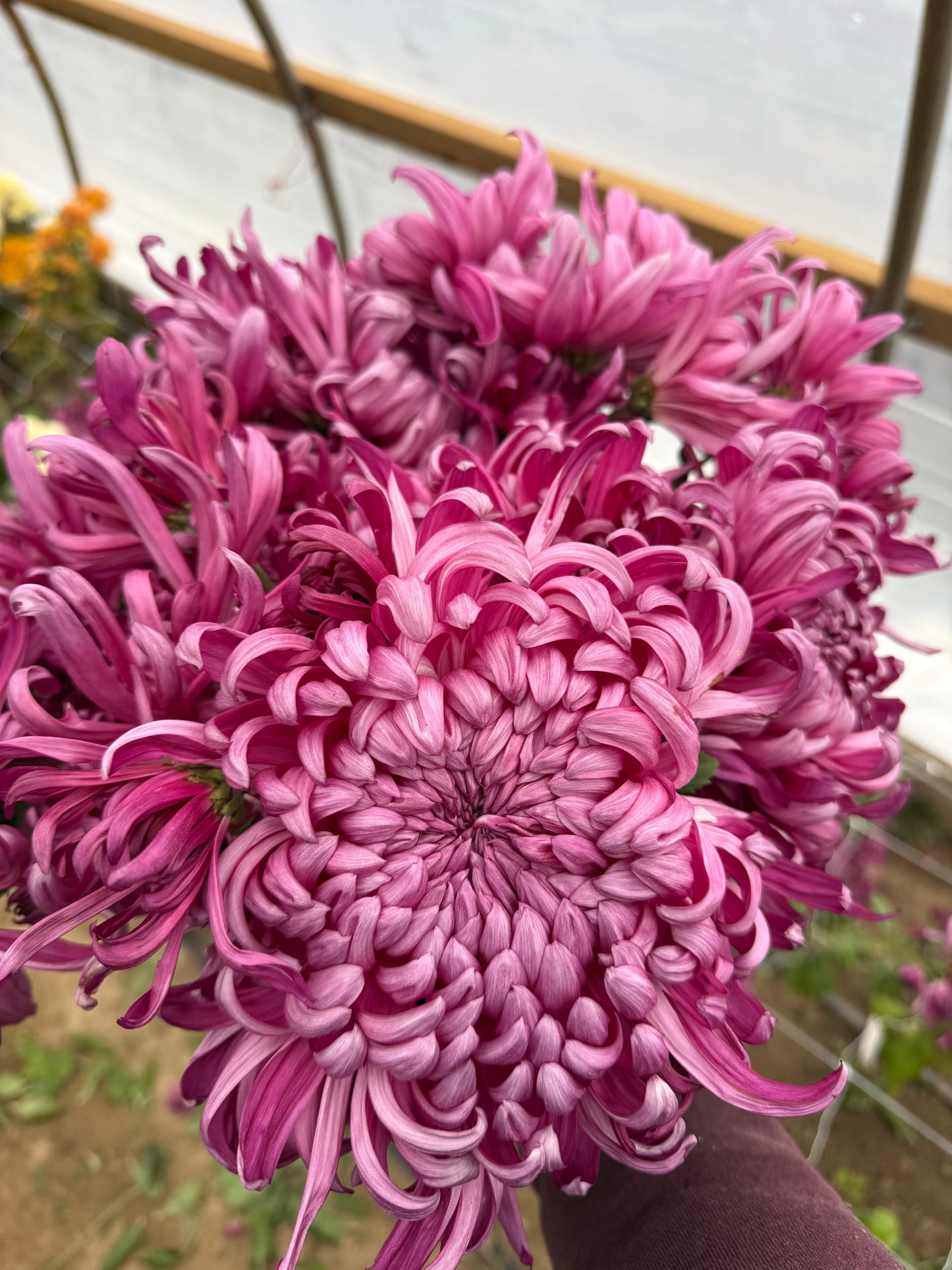 Hagoromo - Chrysanthemum Cutting (rooted)