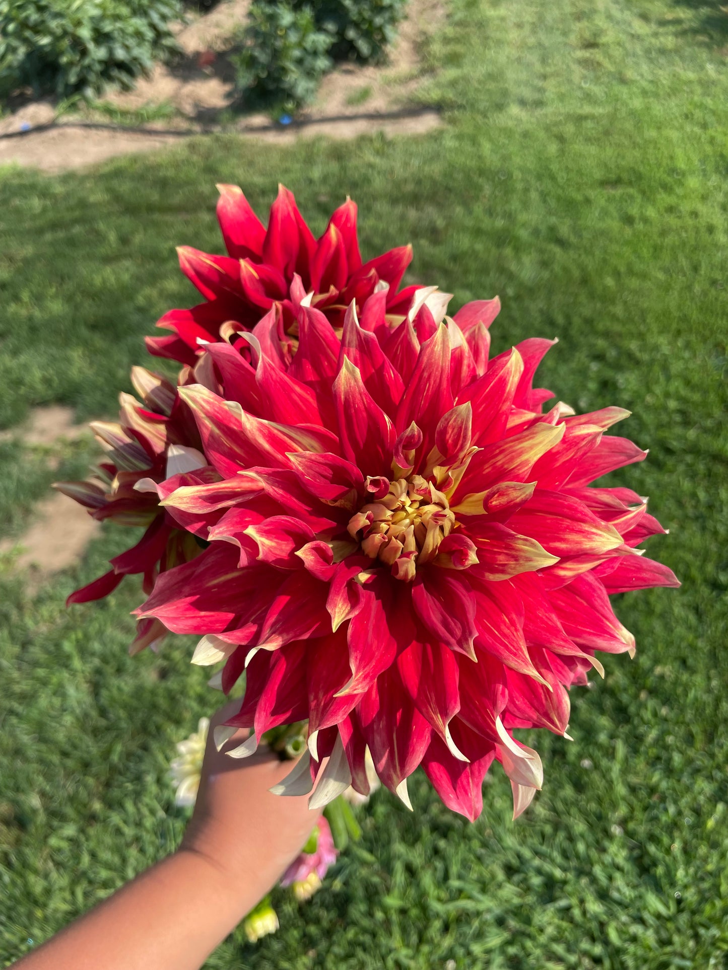 Ketchup and Mustard - Dahlia Tuber