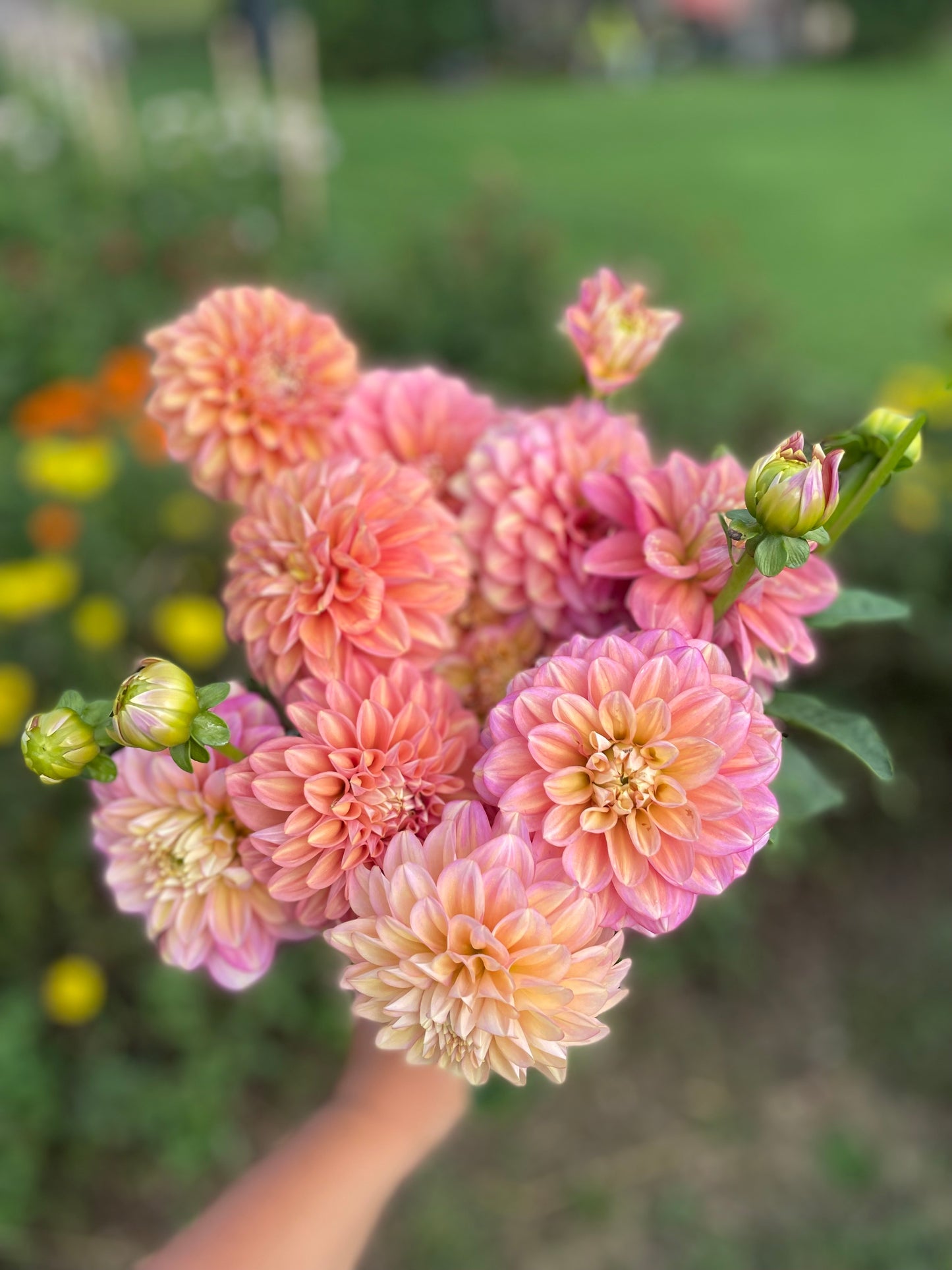 Milena Fleur - Dahlia Tuber