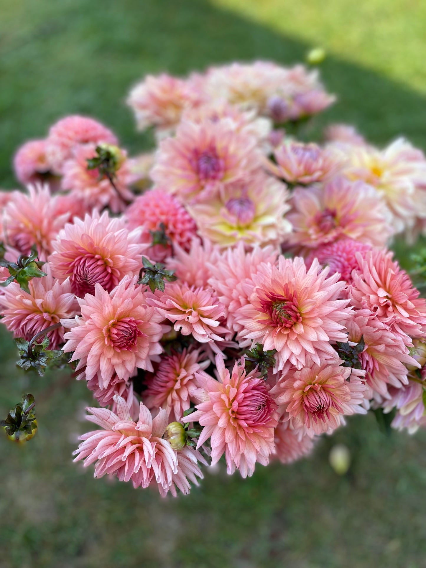 Preference - Dahlia Tuber