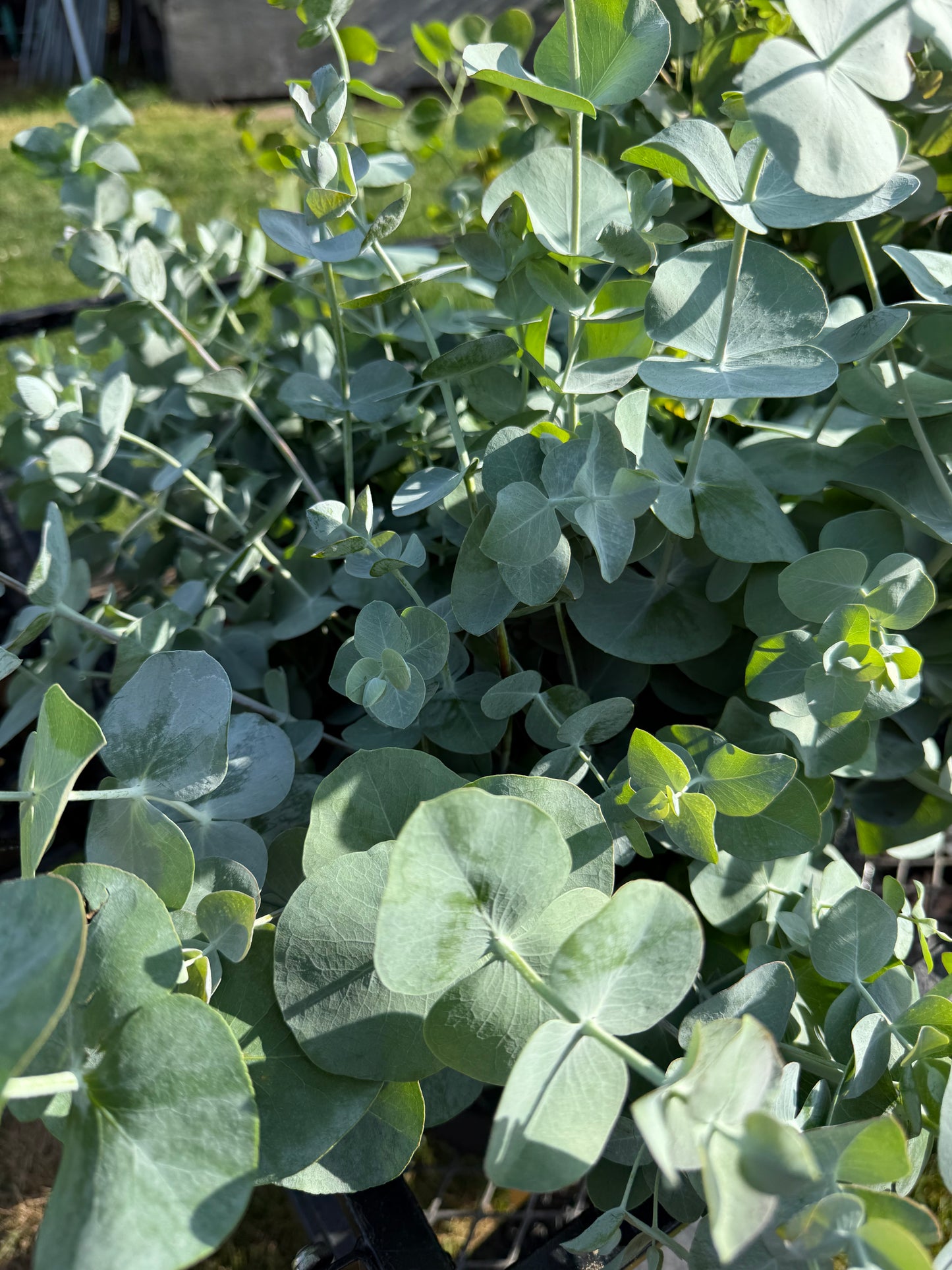 Eucalyptus for Delivery