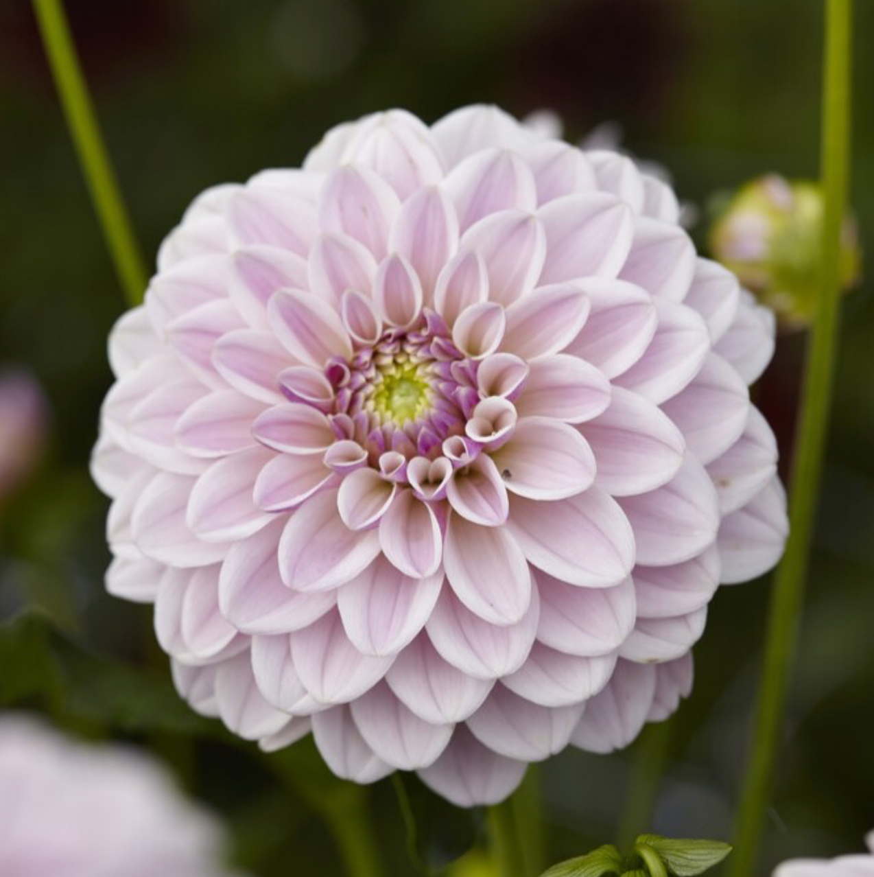 Pink Silk - Dahlia Tuber
