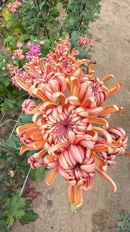 Evening Glow - Chrysanthemum Cutting (rooted)
