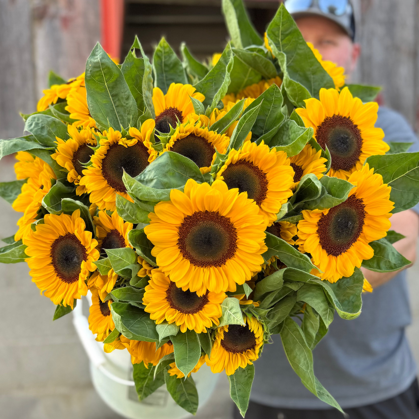 Sunflowers for Delivery