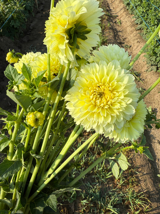 Banana Baby - Dahlia Tuber