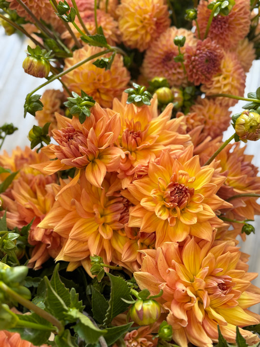 Honeymoon - Dahlia Tuber