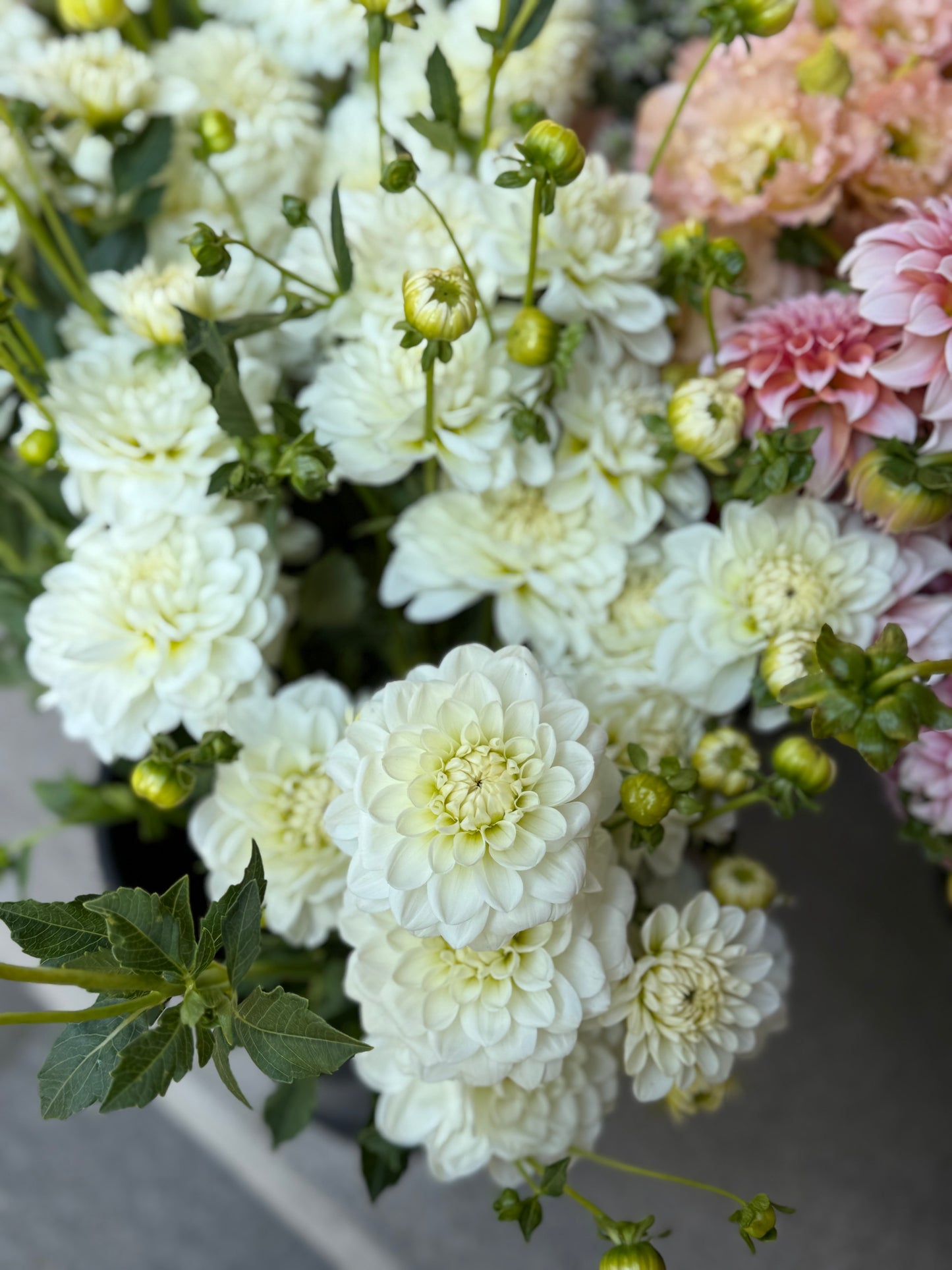 Bride to Be - Dahlia Tuber