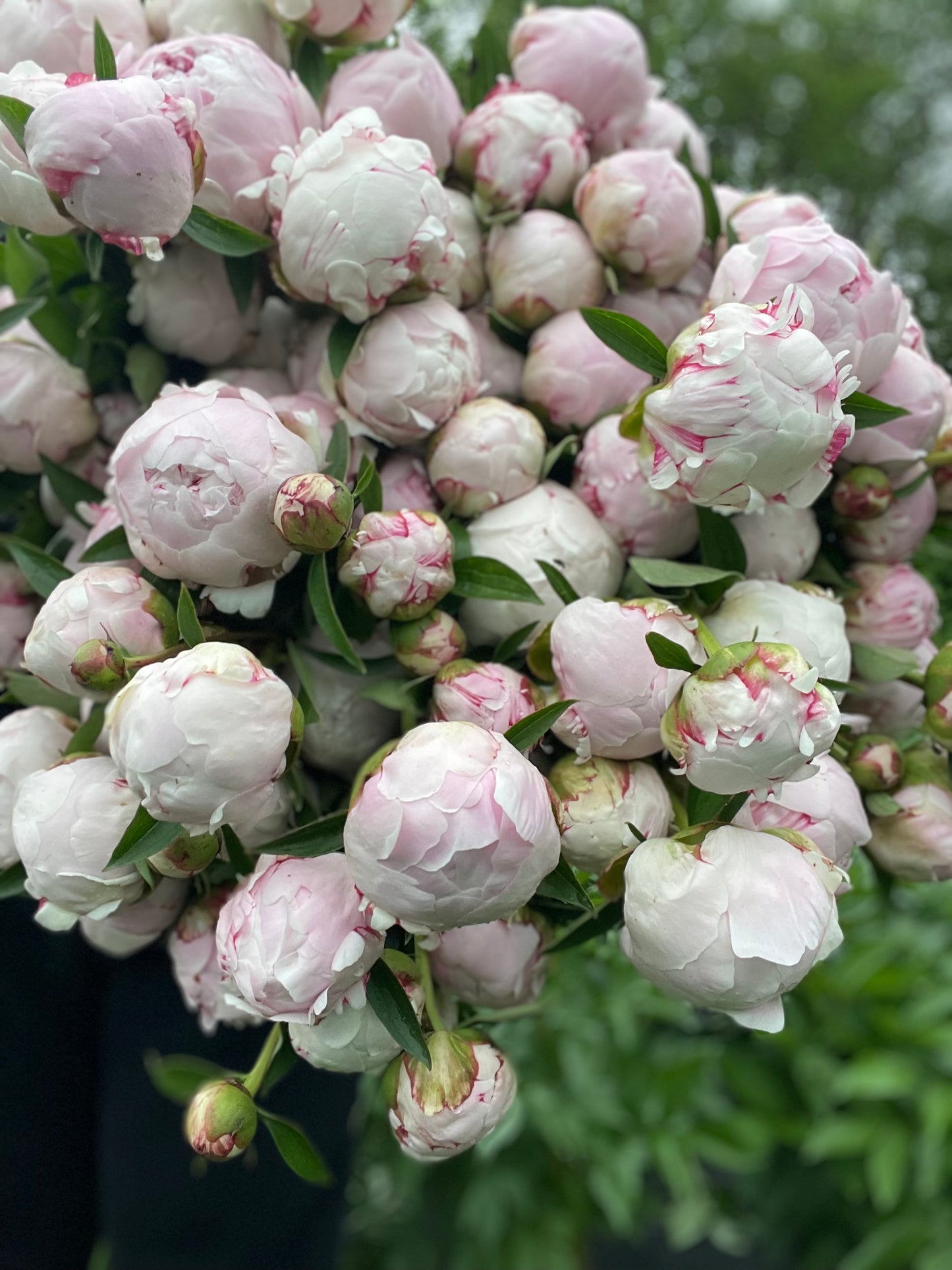 Peony Subscription - 2026