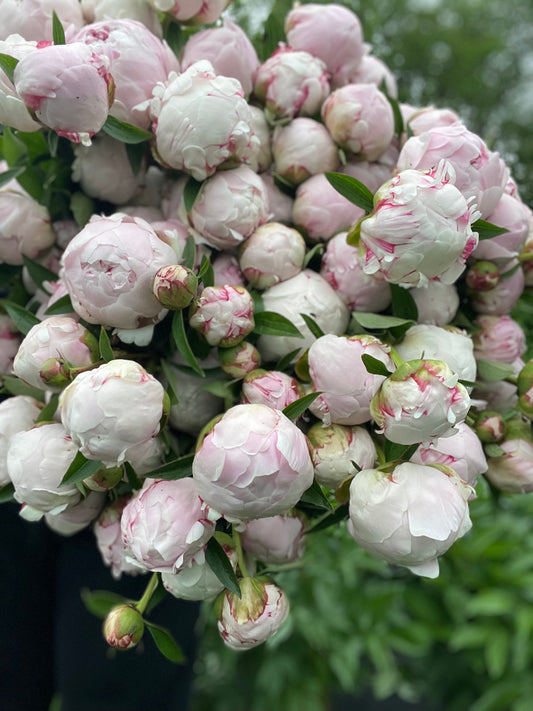 Peony Subscription - 2026