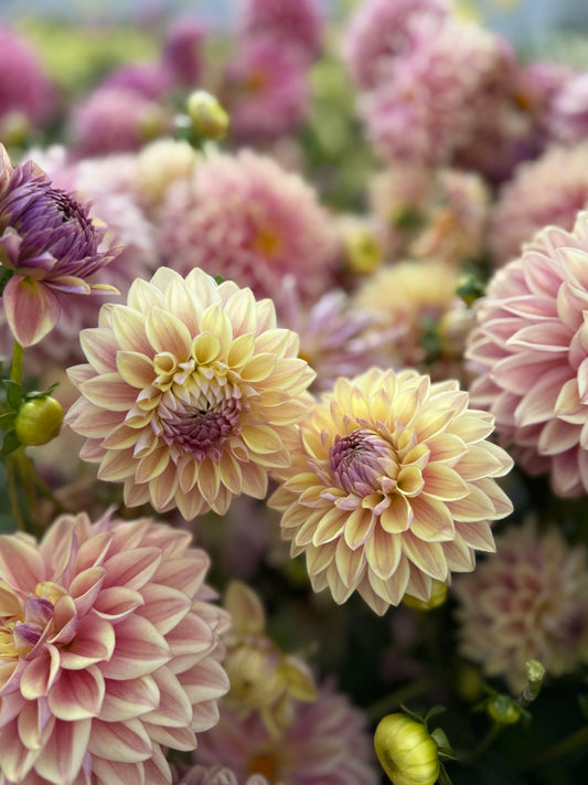 Dusty Beauty - Dahlia Tuber