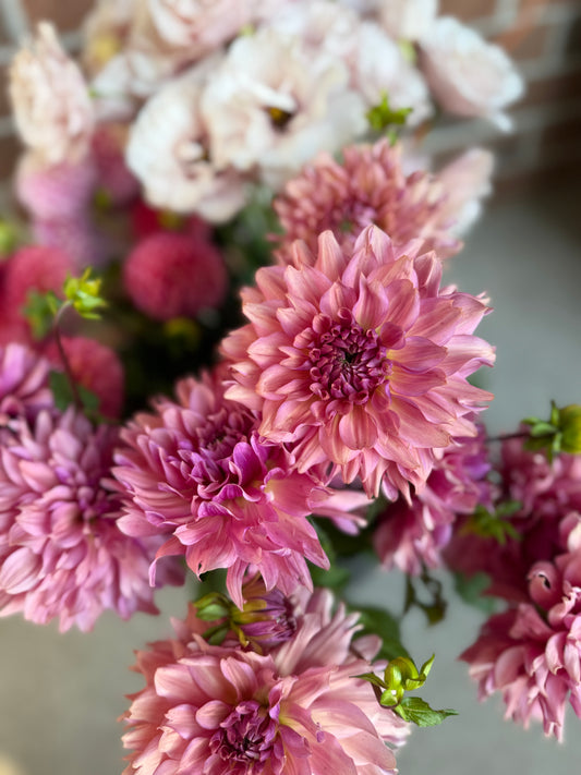 La Belle Epoque - Dahlia Tuber