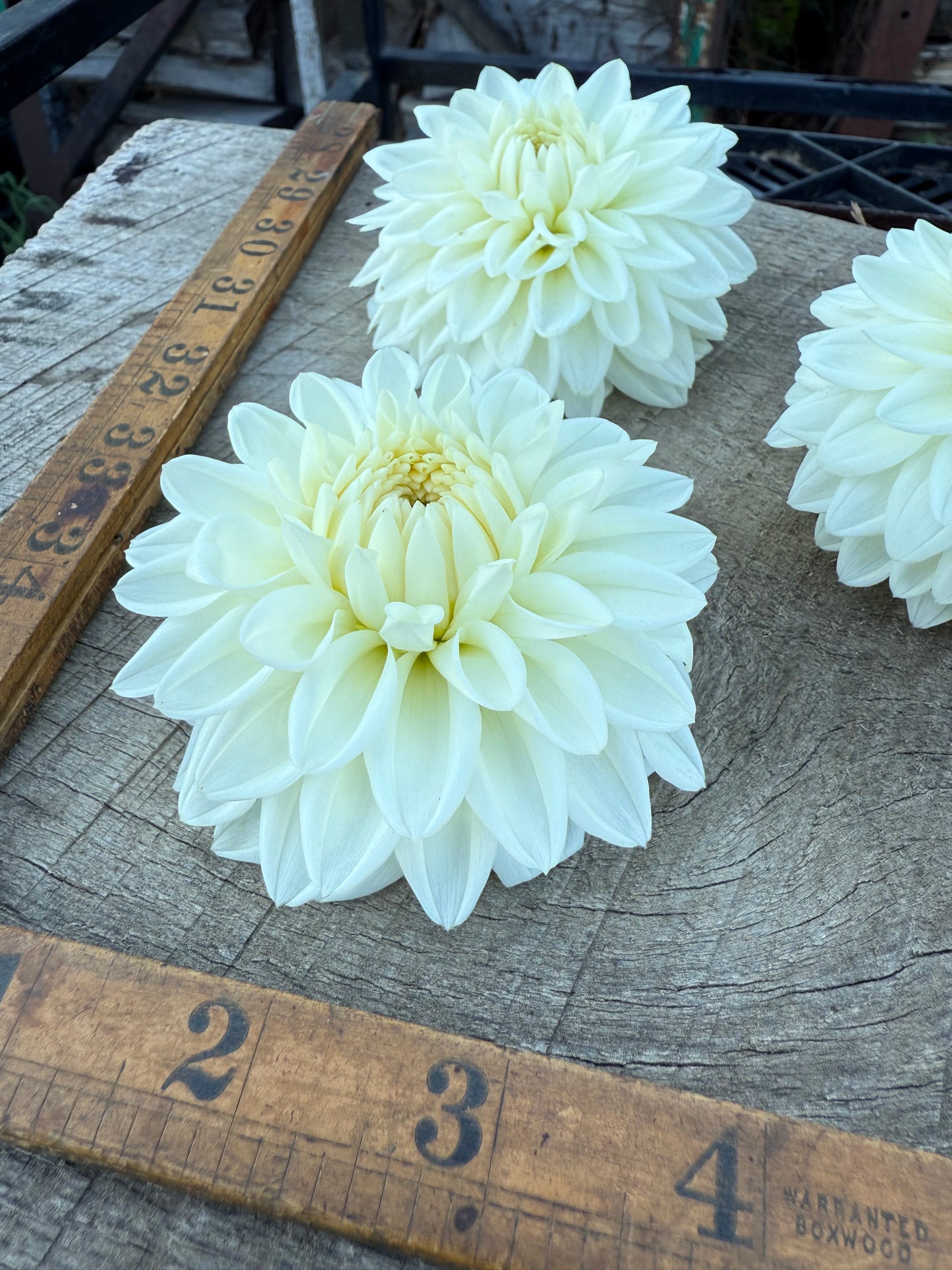Blizzard - Dahlia Tuber