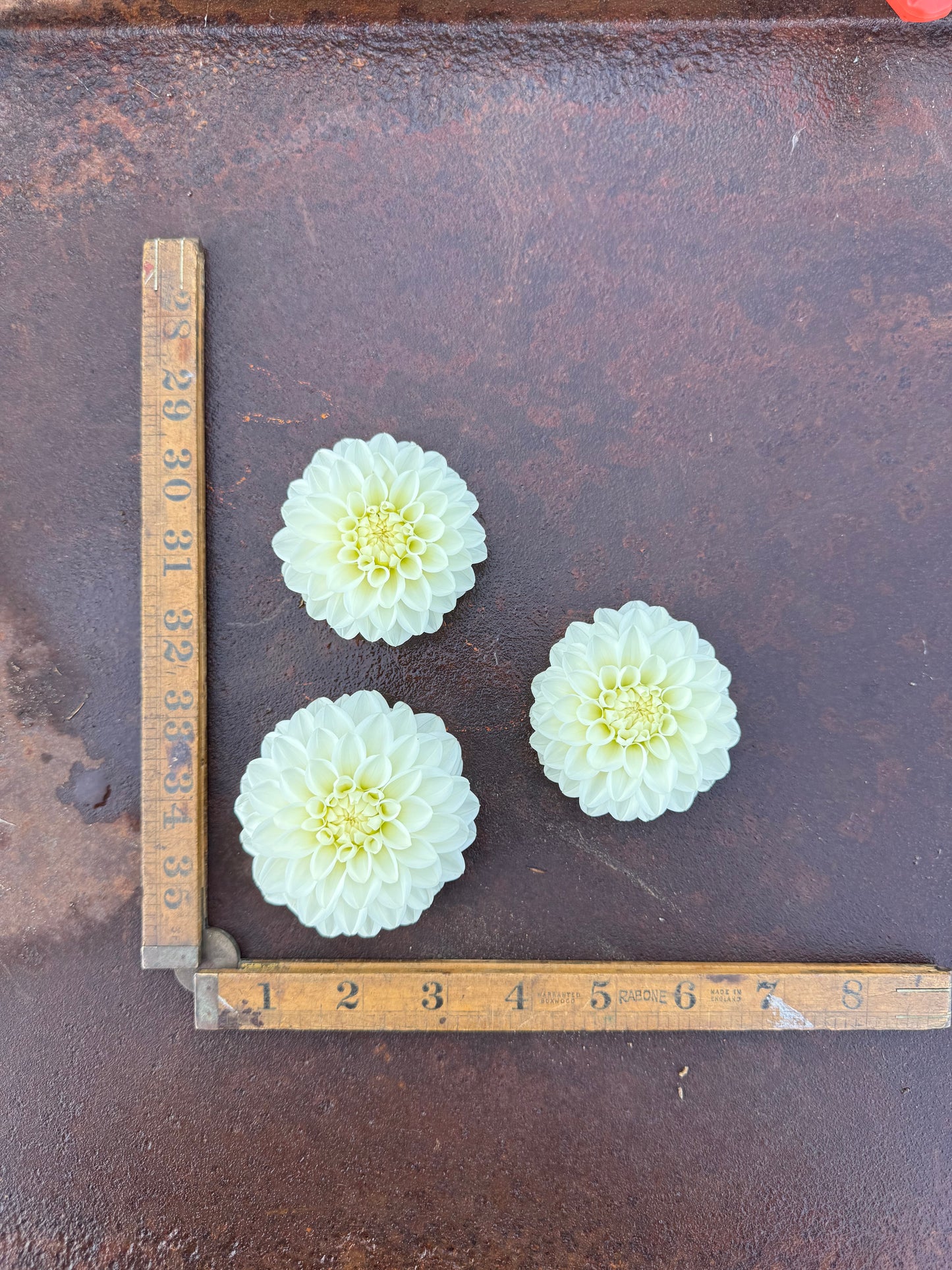 Ferncliff Artica - Dahlia Tuber