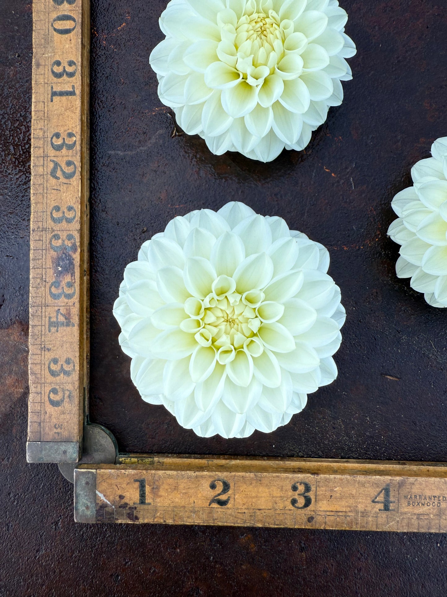 Ferncliff Artica - Dahlia Tuber