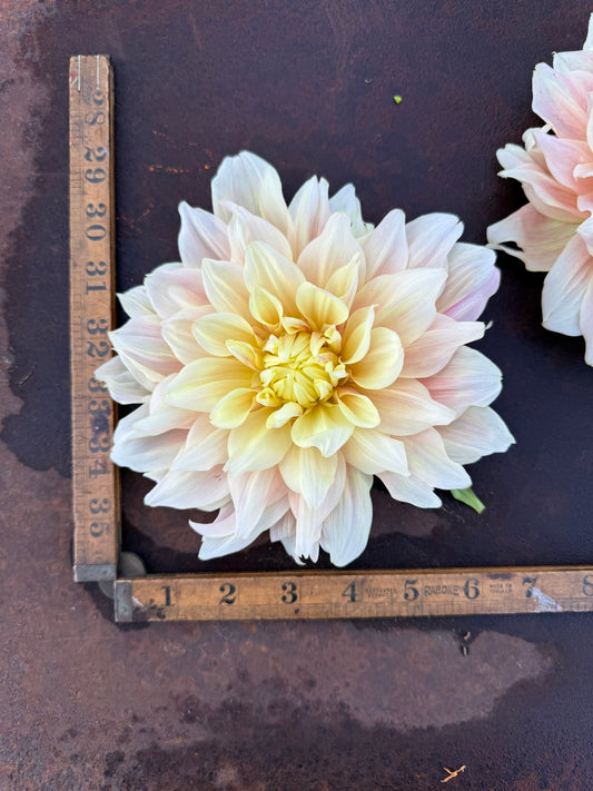 Breakout - Dahlia Tuber