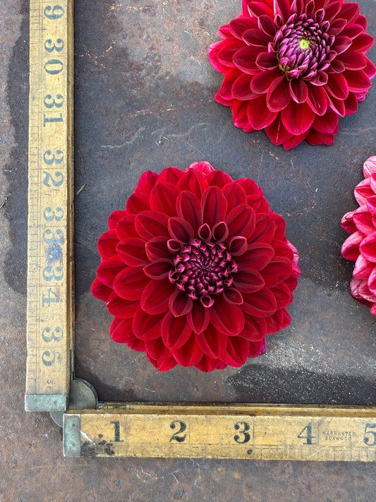 Painted Black - Dahlia Tuber