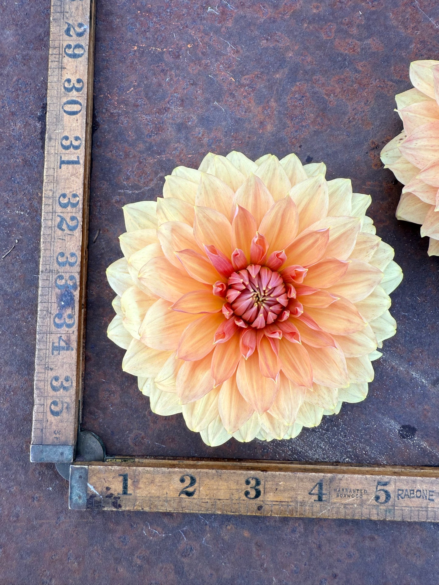 Apricot - Name Unknown - Dahlia Tuber