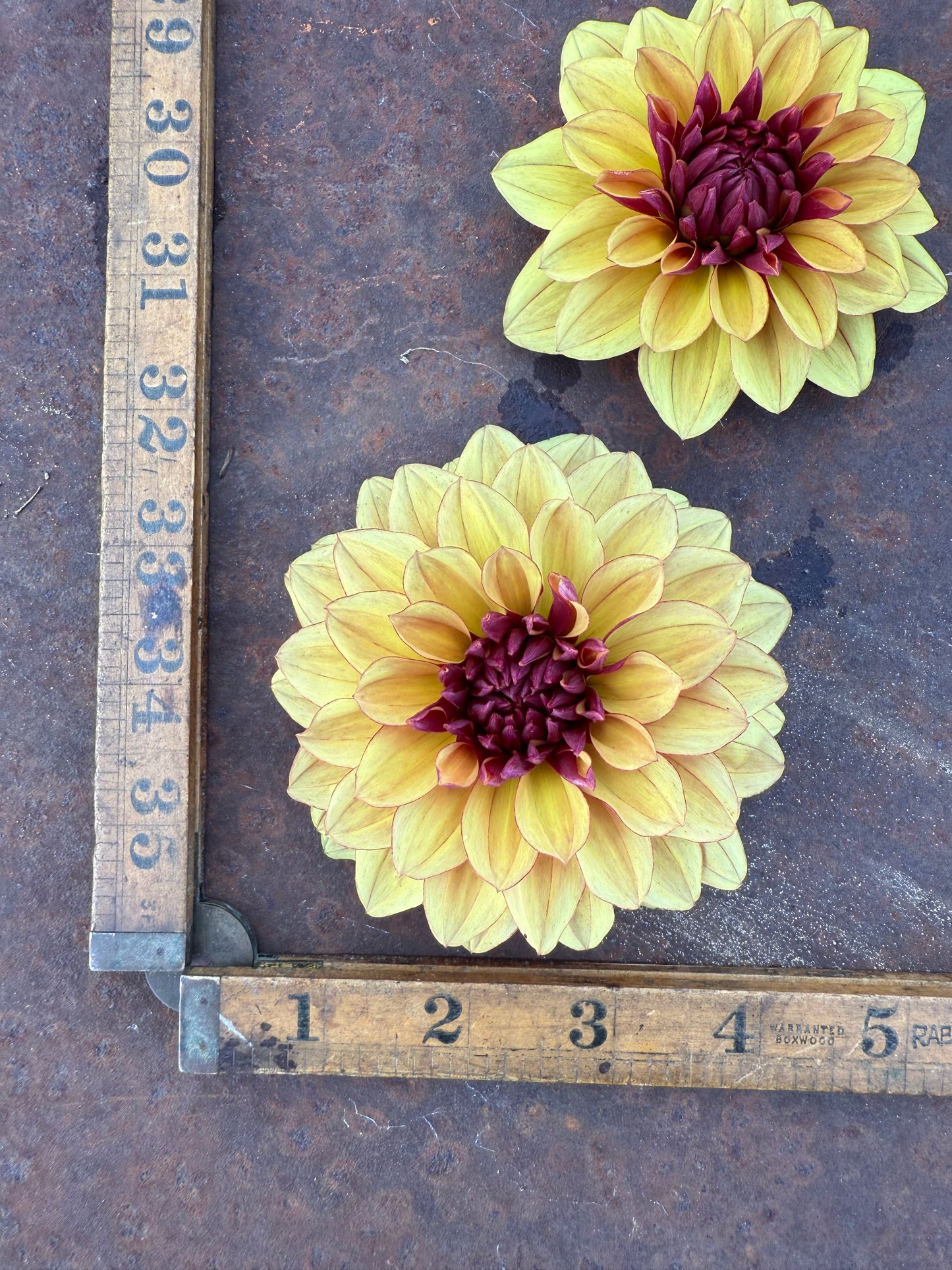 Creme de Cognac - Dahlia Tuber