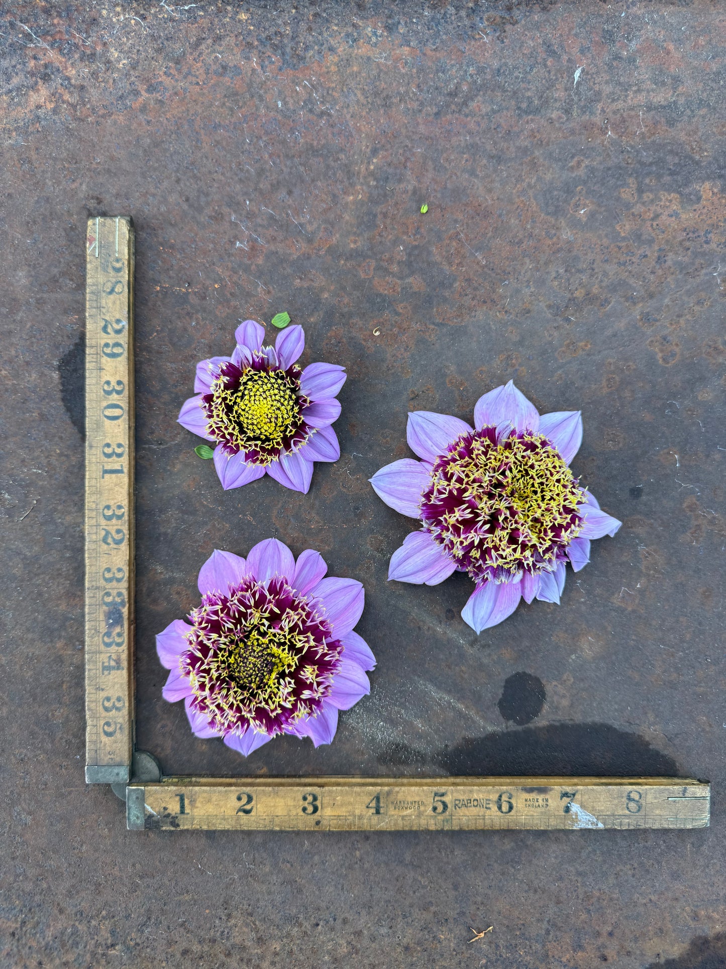 Fenna Baaij - Dahlia Tuber