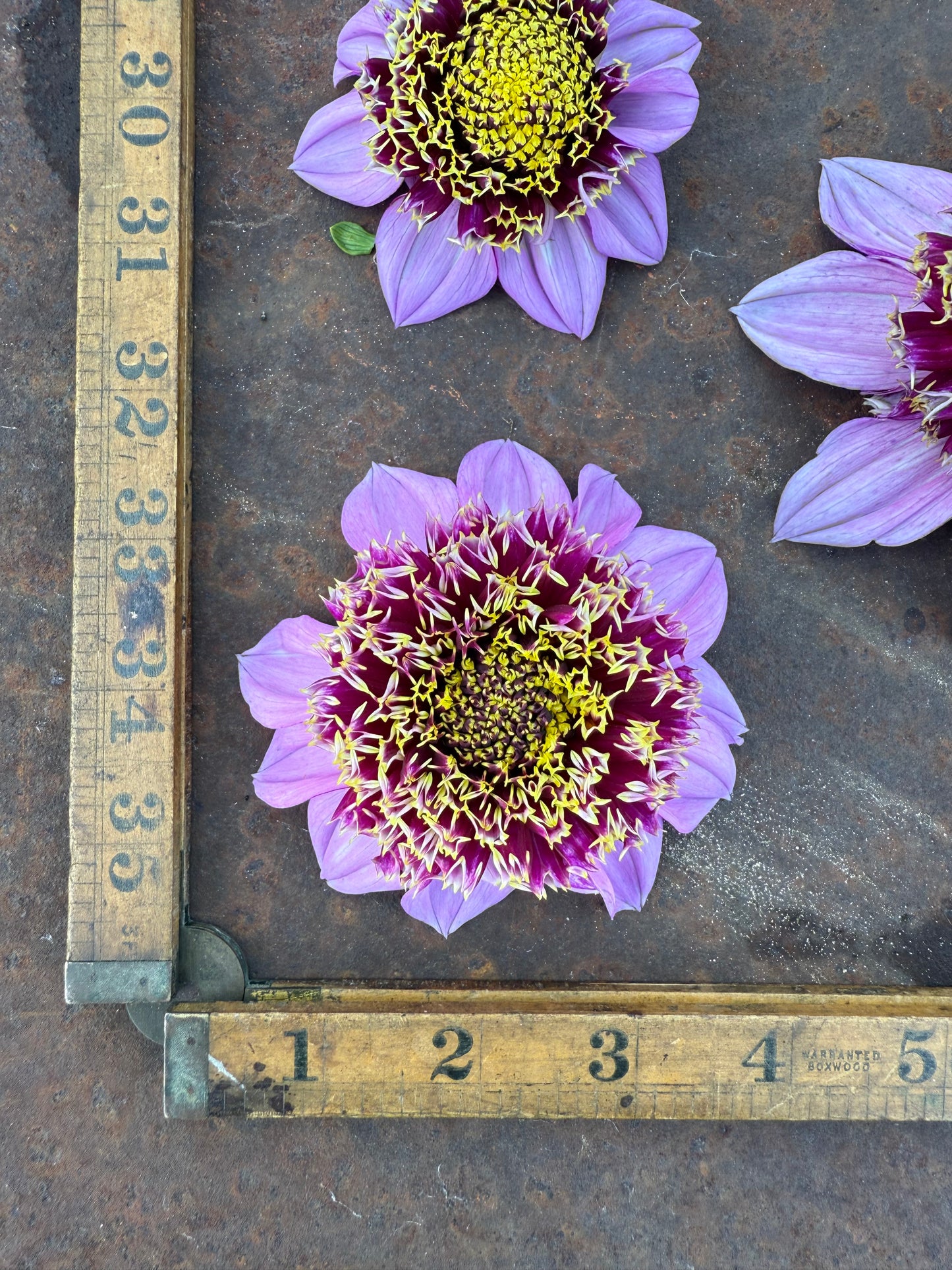 Fenna Baaij - Dahlia Tuber