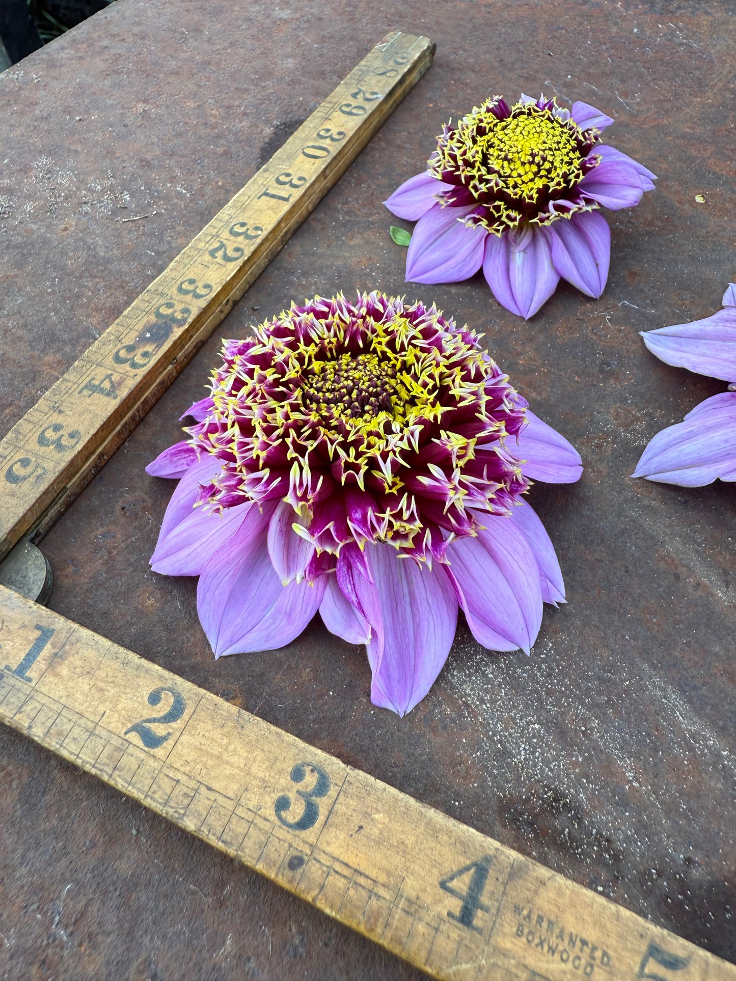 Fenna Baaij - Dahlia Tuber