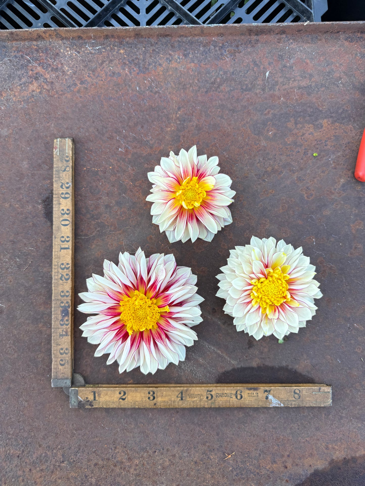 Polka - Dahlia Tuber