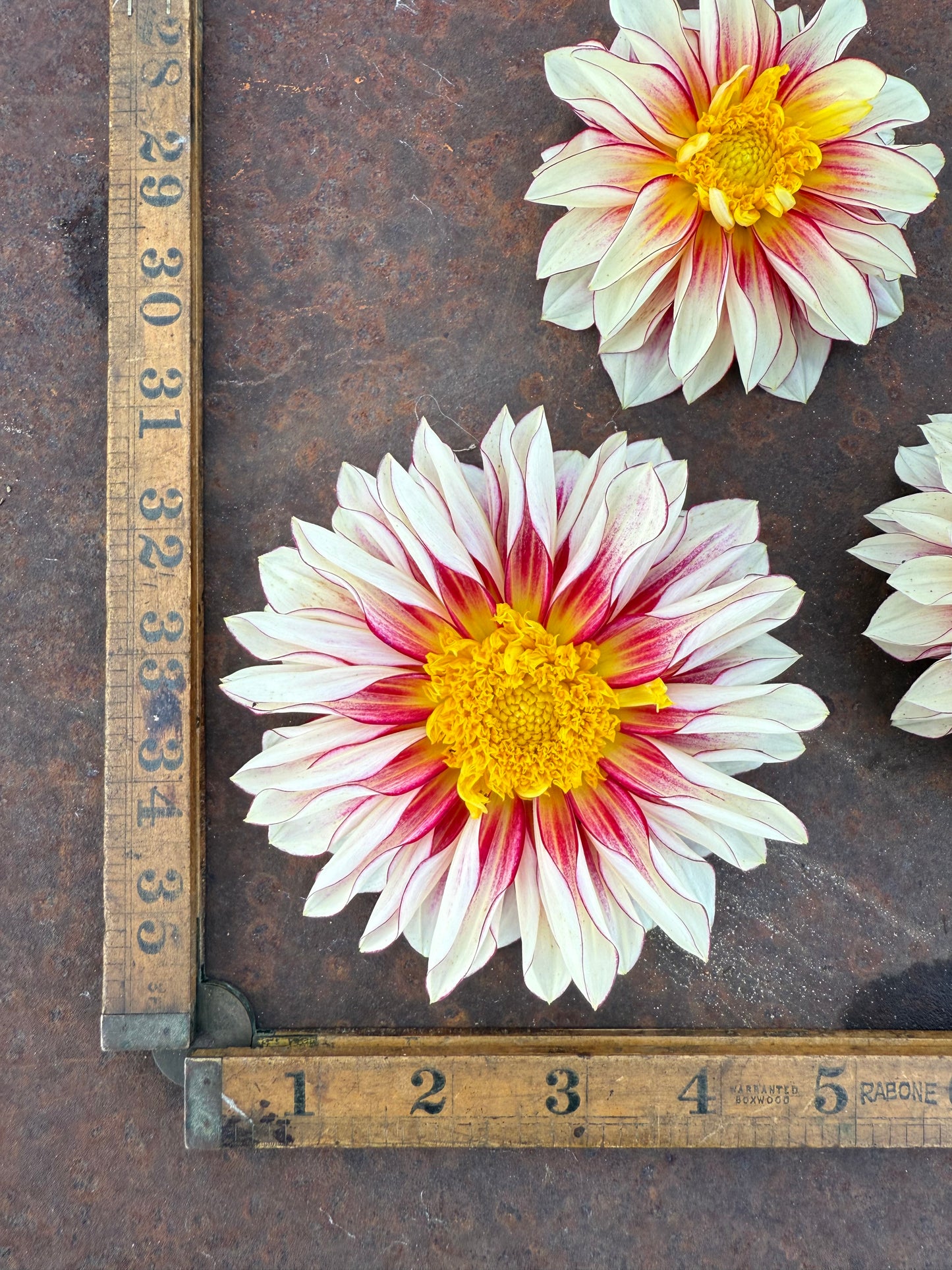 Polka - Dahlia Tuber