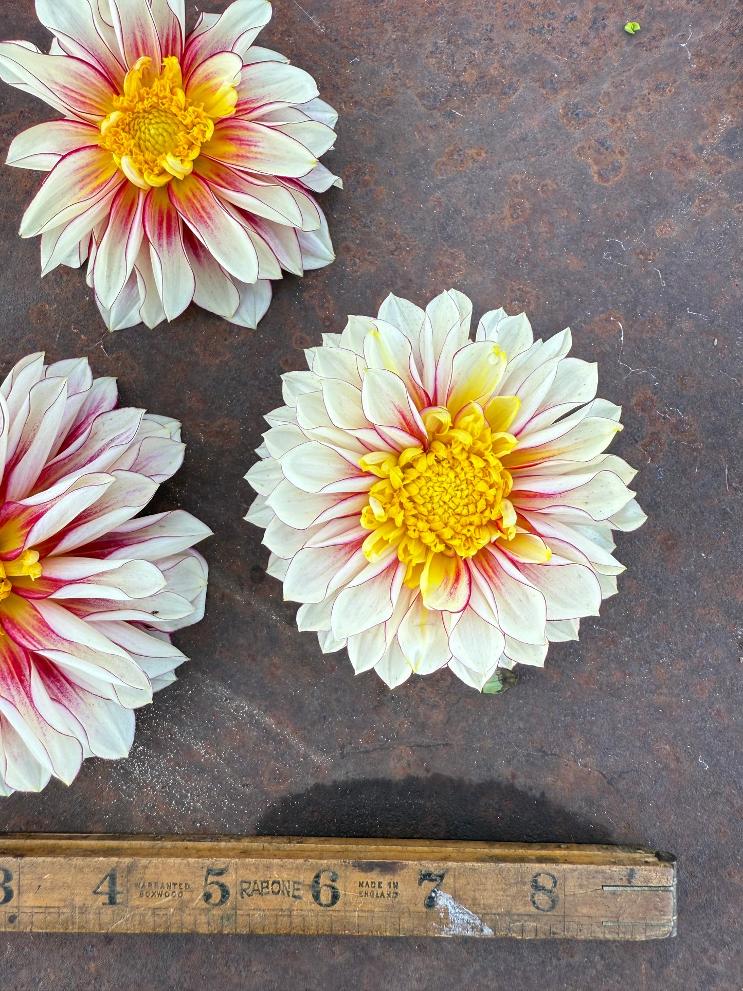 Polka - Dahlia Tuber