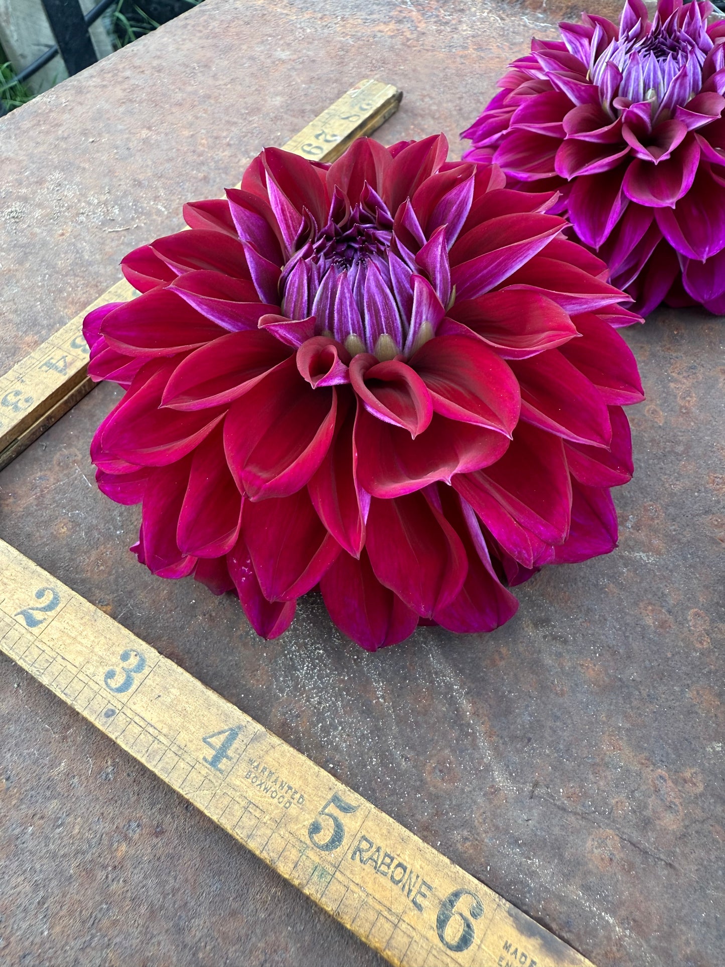 Diva - Dahlia Tuber