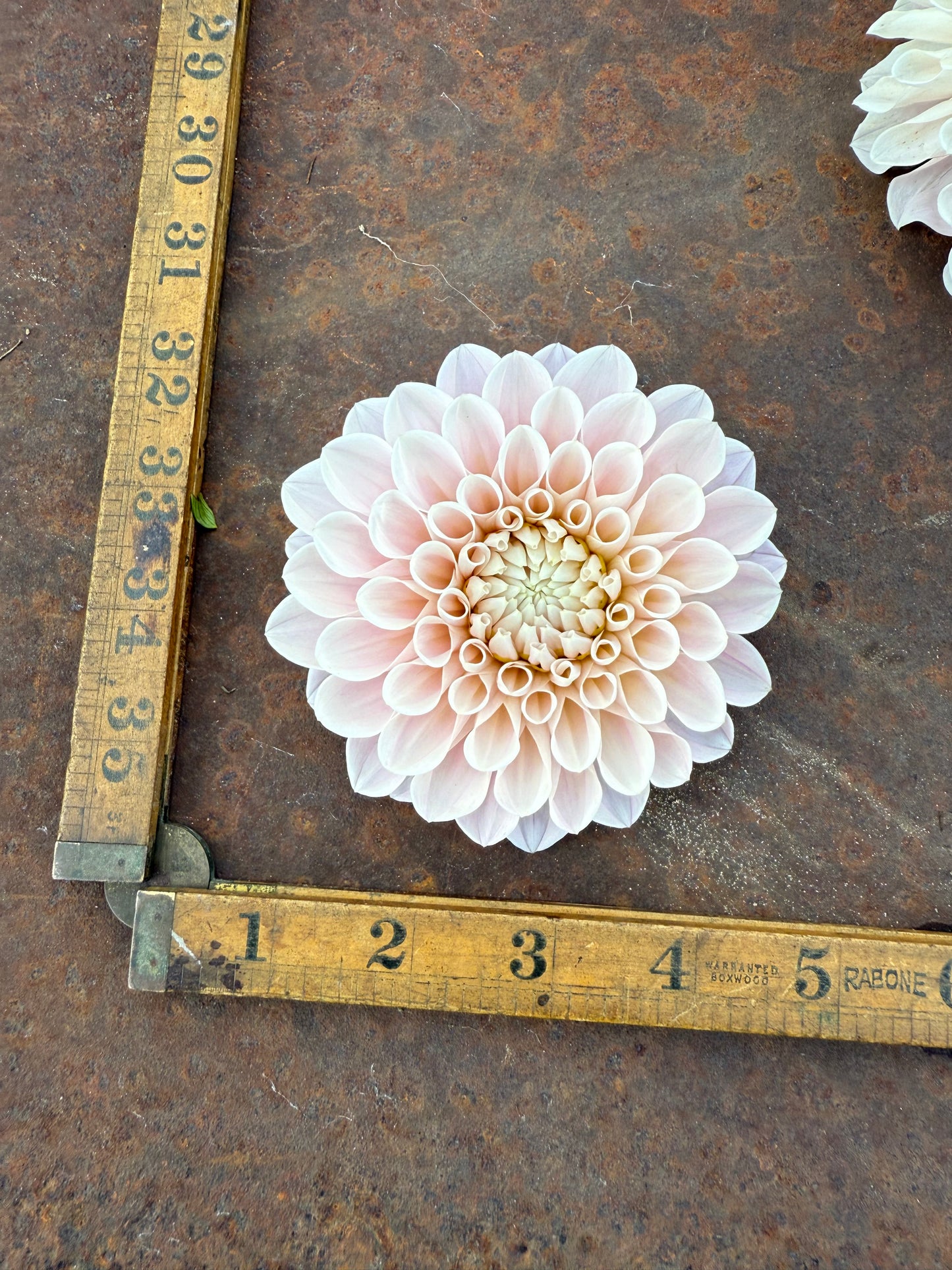 Sweet Nathalie - Dahlia Tuber