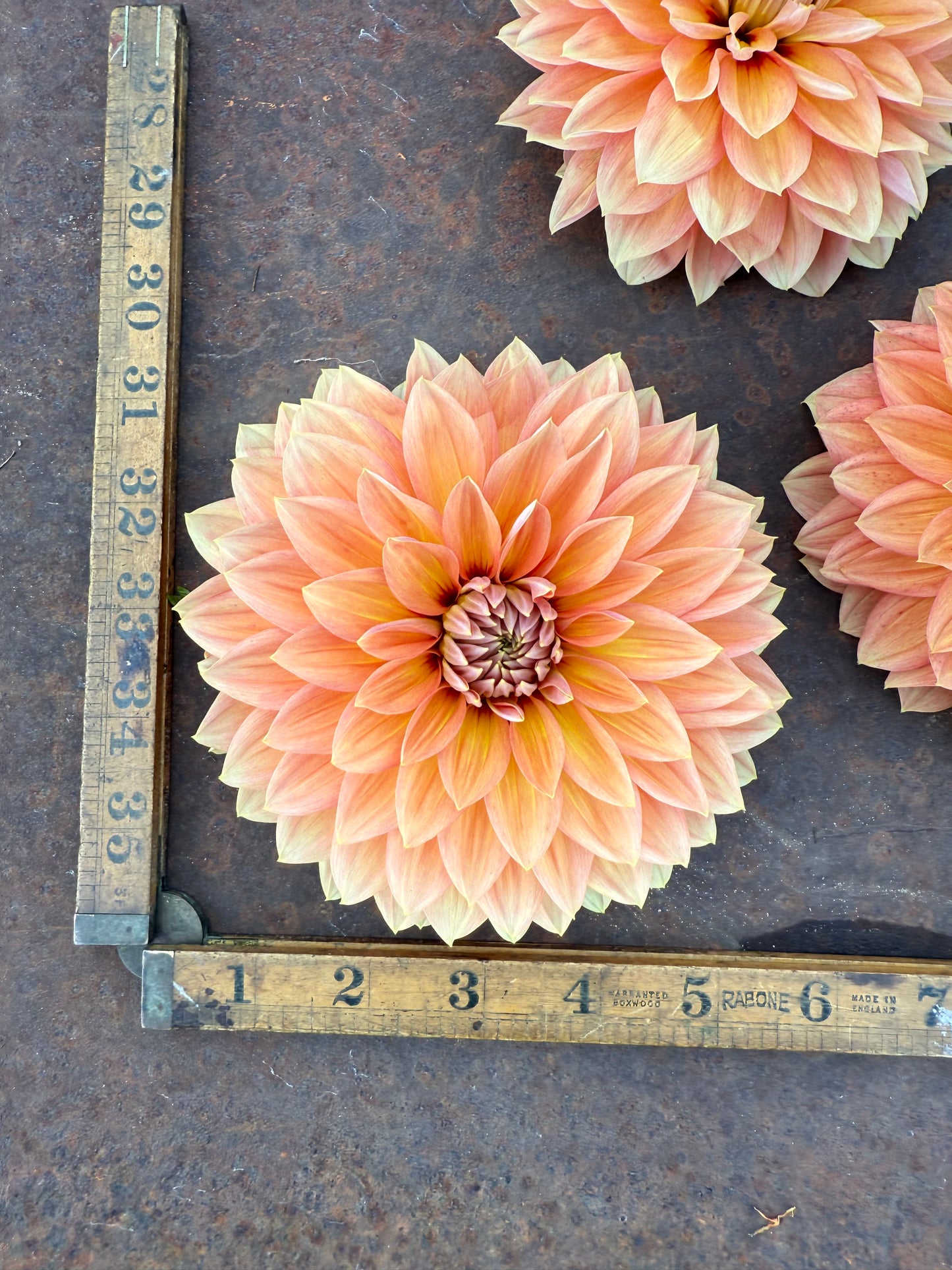 Nicholas - Dahlia Tuber