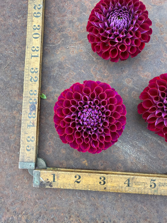 Ivanetti - Dahlia Tuber